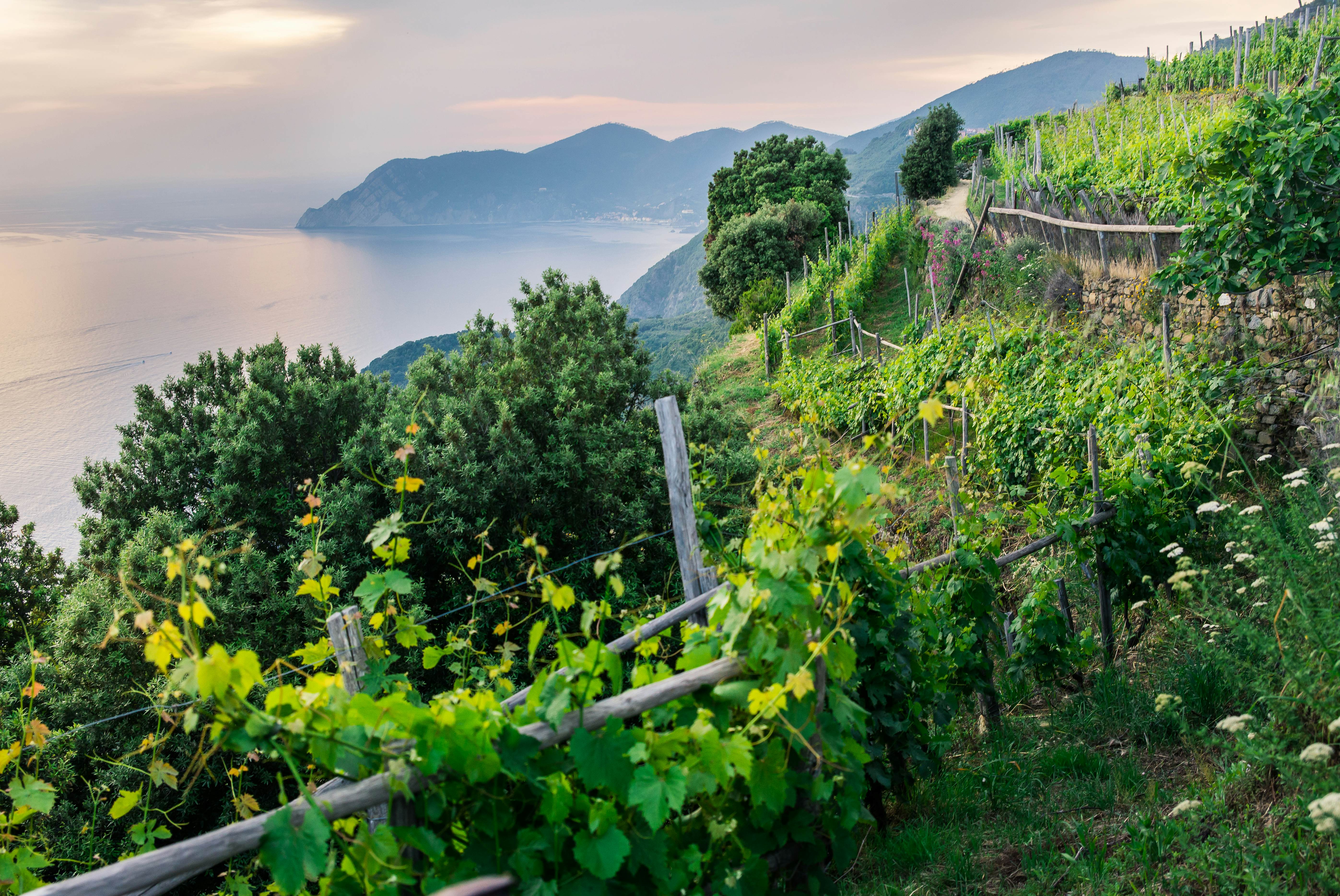 View of the sea and mountains from vineyards in Cinque Terre national park, Liguria, Italy, License Type: media, Download Time: 2024-12-01T16:11:23.000Z, User: comptonsheldon109, Editorial: false, purchase_order: 56530 - Guidebooks, job: Global Publishing WIP, client: Pocket Genoa & Cinque Terre 2, other: Compton Sheldon