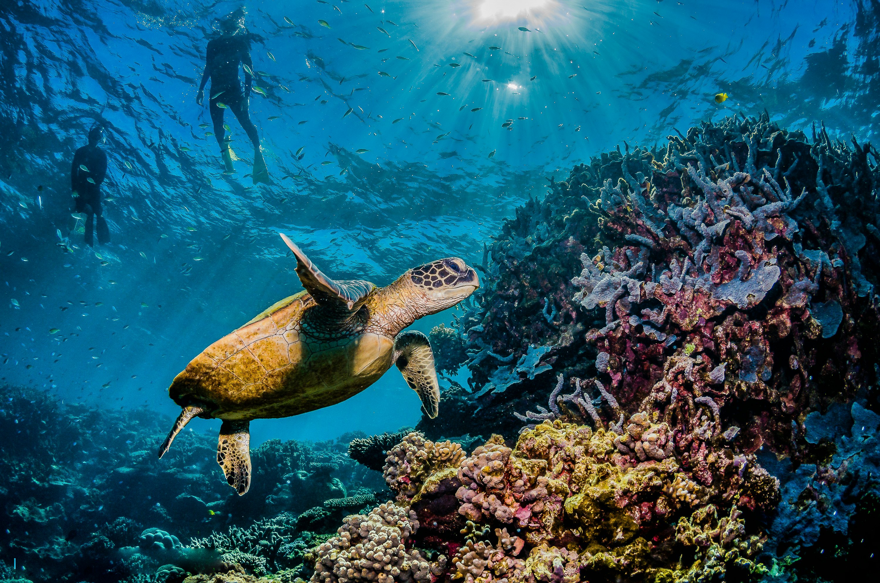 Turtle swimming by a colorful coral head on the Great Barrier Reef in Australia, with swimmers and divers observing.