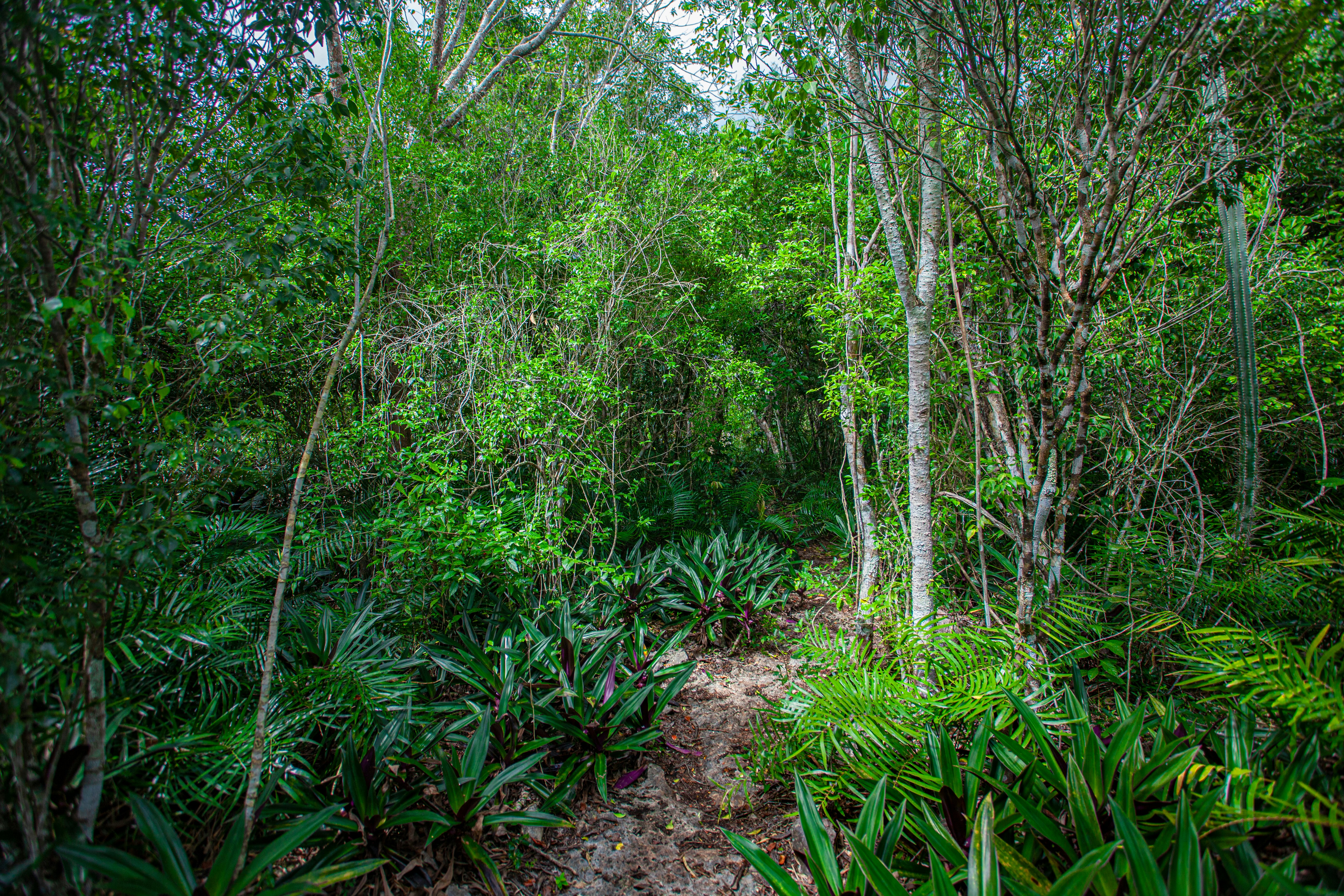 A verdant landscape in Parque Nacional Cotubanamá in the Dominican Republic.