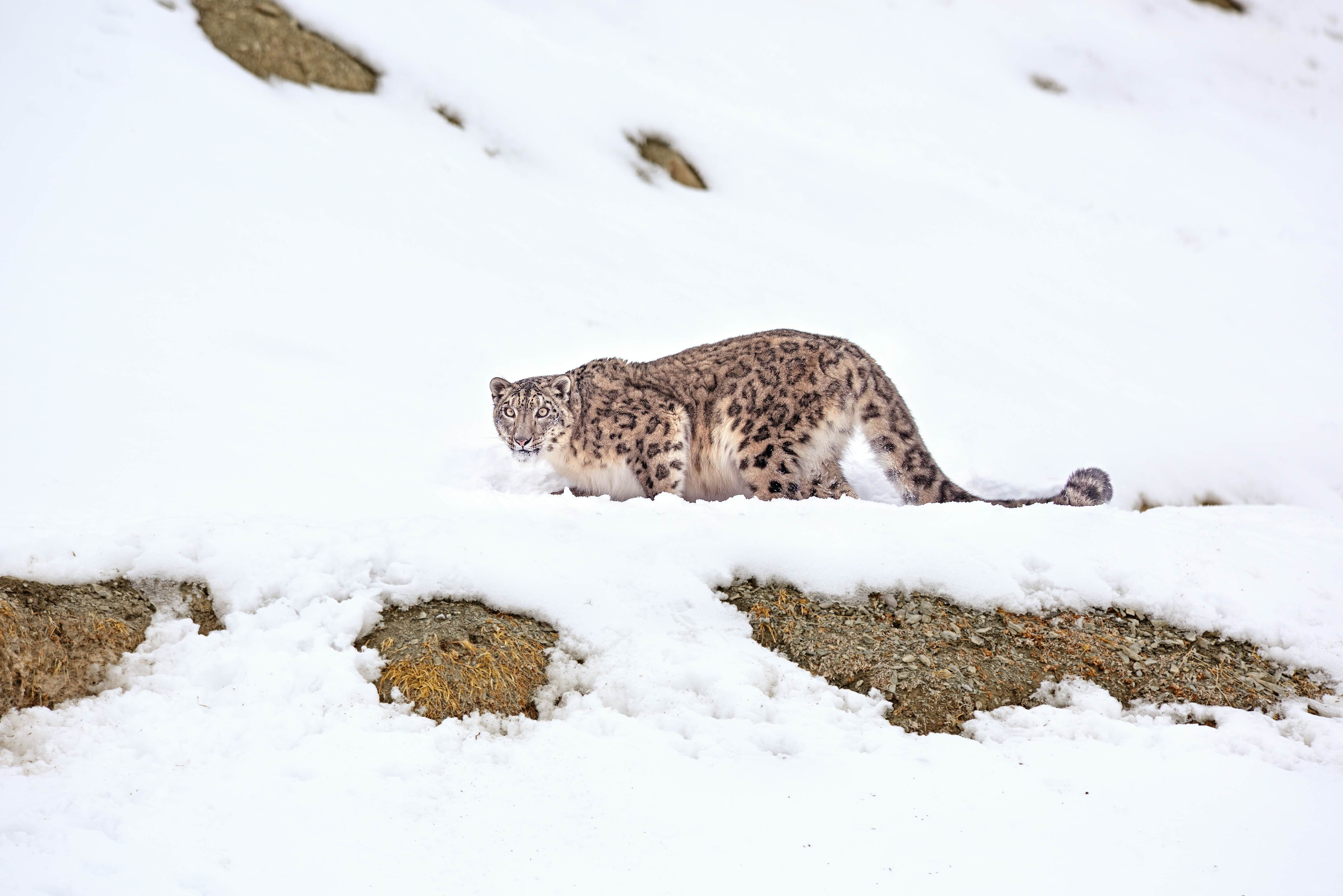 A snow leopard on a rocky mountainside covered in snow