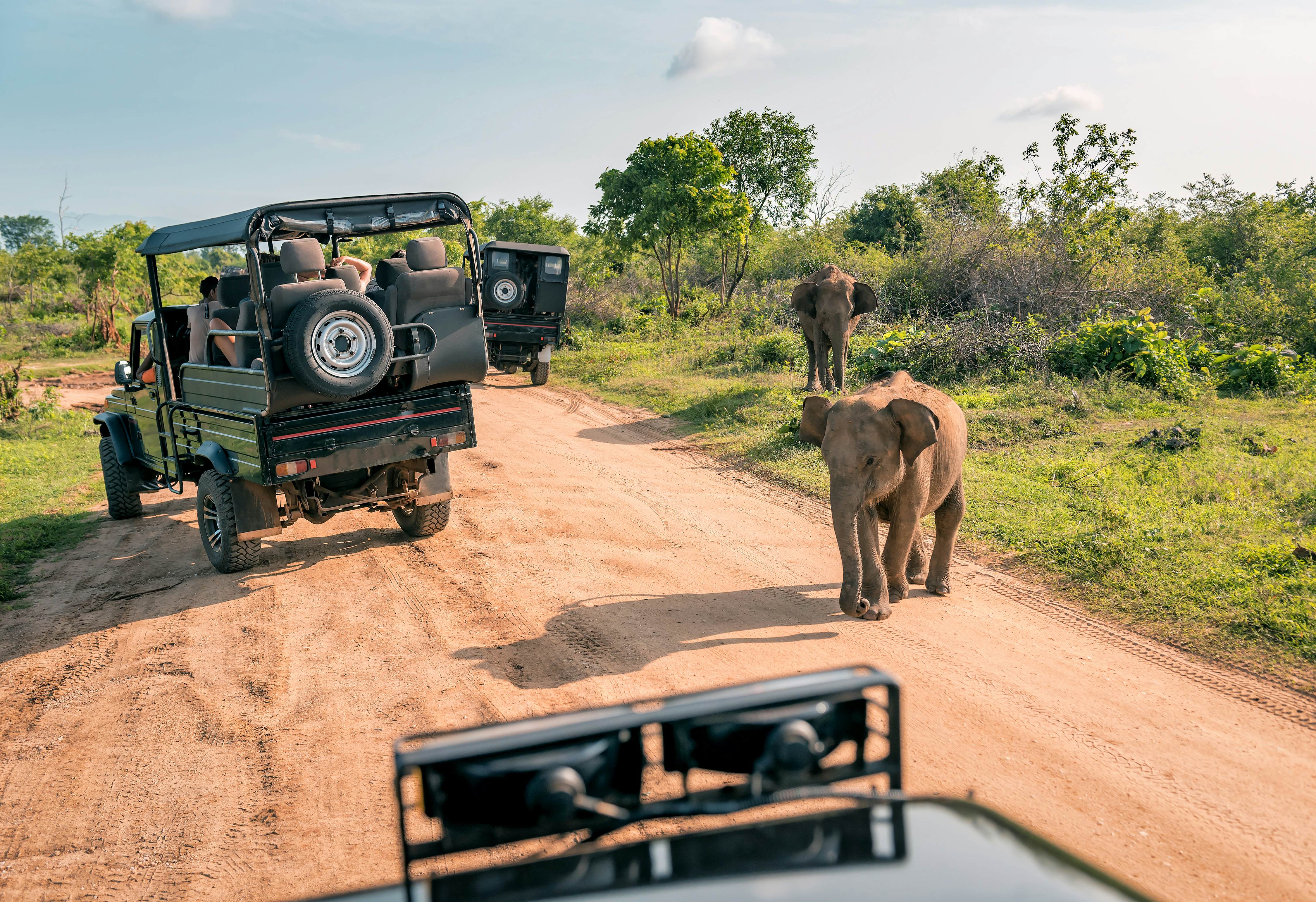 A family of elephants walk past jeeps in Uda Walawe National Park, Sri Lanka.