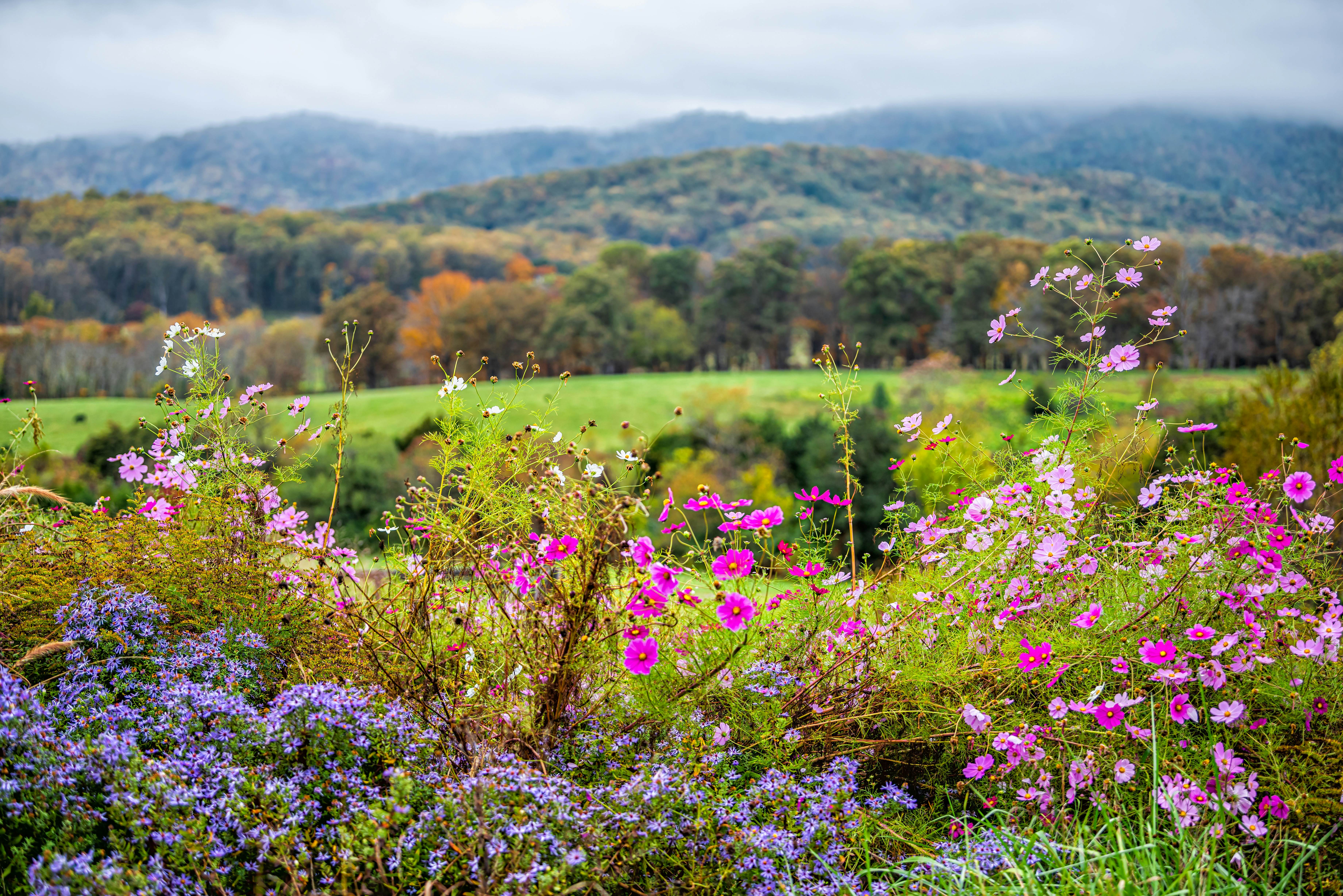 Autumn fall season rural countryside with foreground of many colorful beautiful flowers at winery vineyard in blue ridge mountains of Virginia with sky and rolling hills