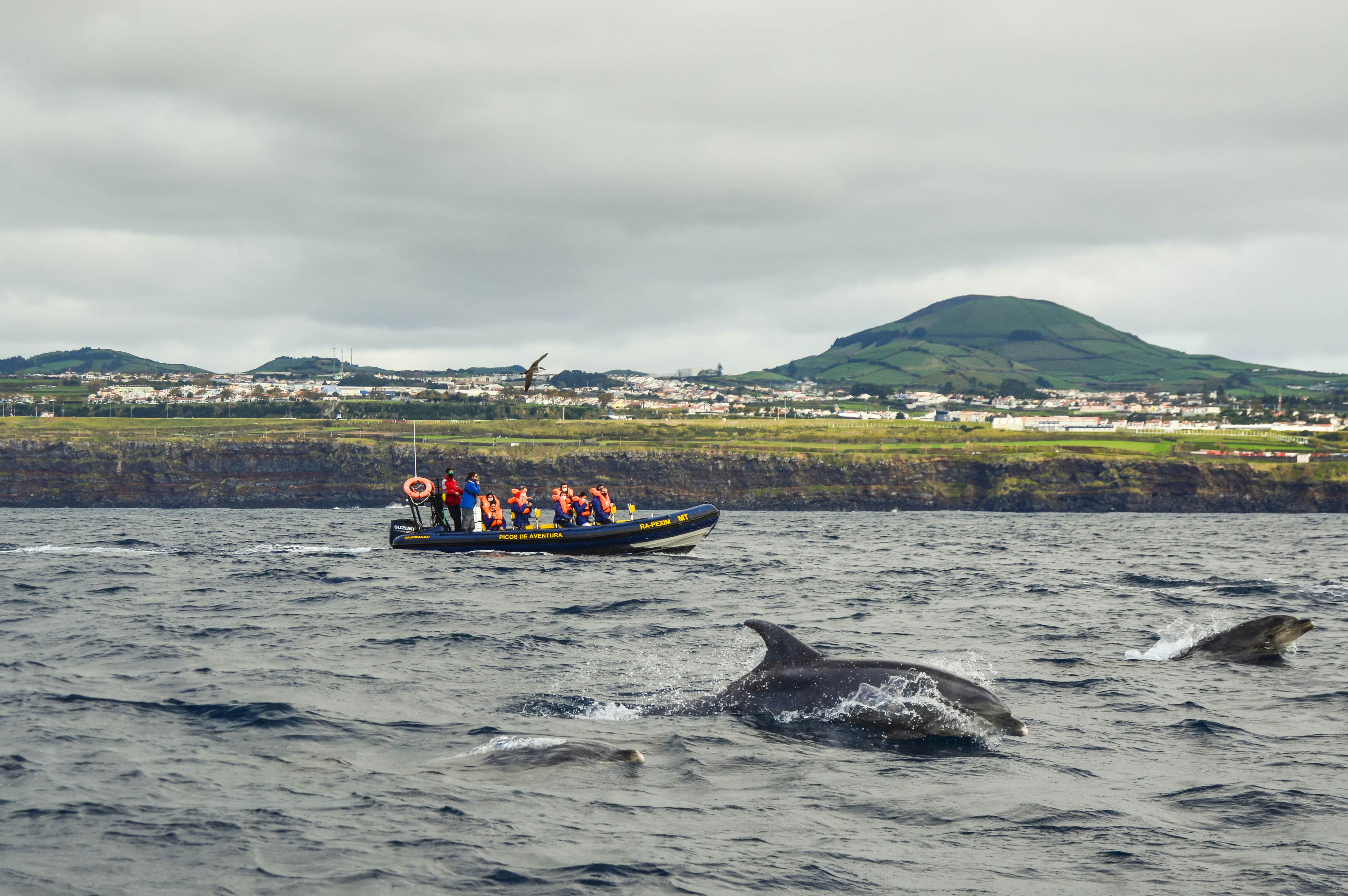 People in an inflatable boat watch dolphins surface off the water just off the coast of an island with rocky cliffs along its shore.