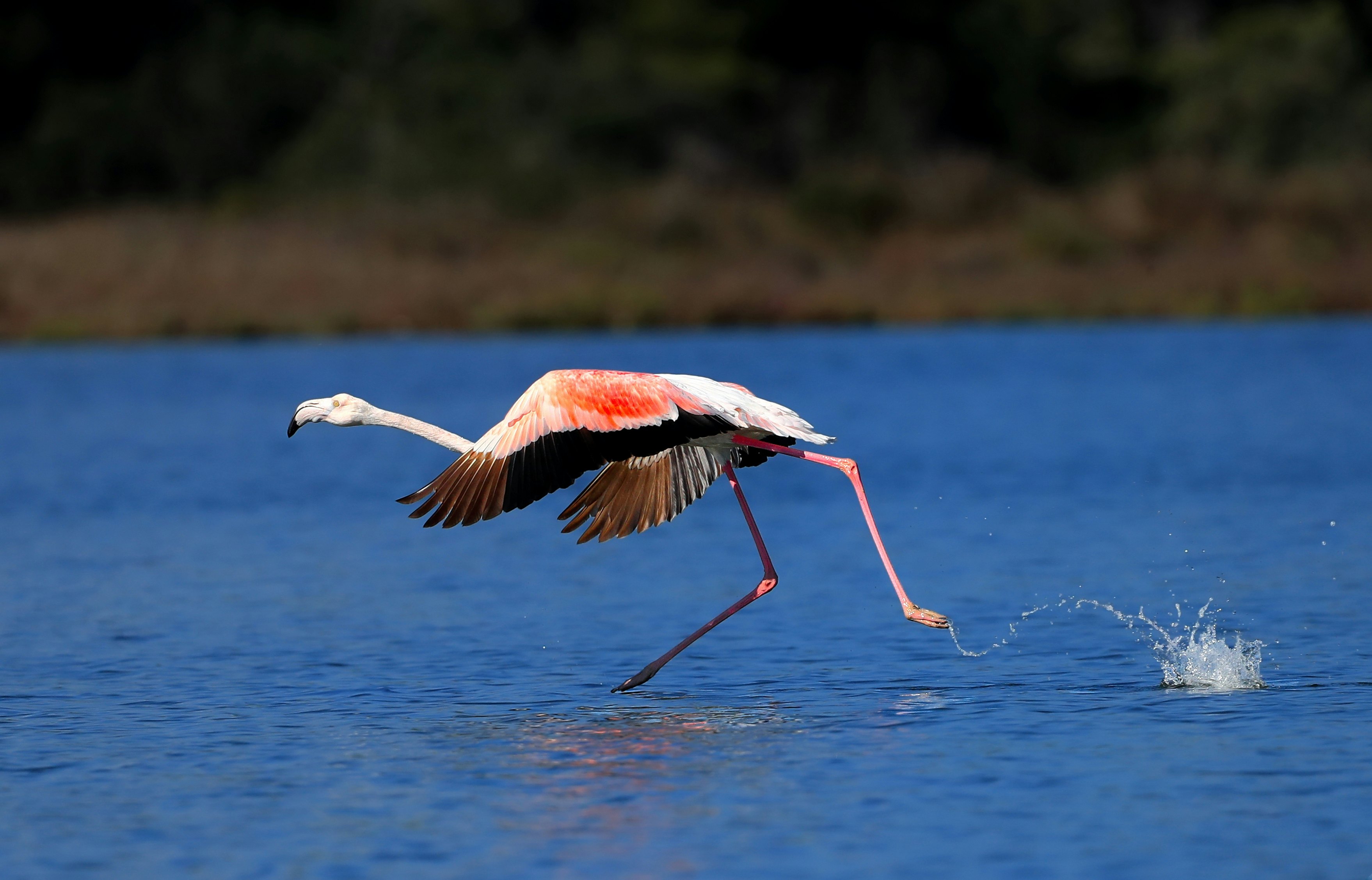 A flamingo uses its webbed feet to propel itself into flight on a stretch of blue water.