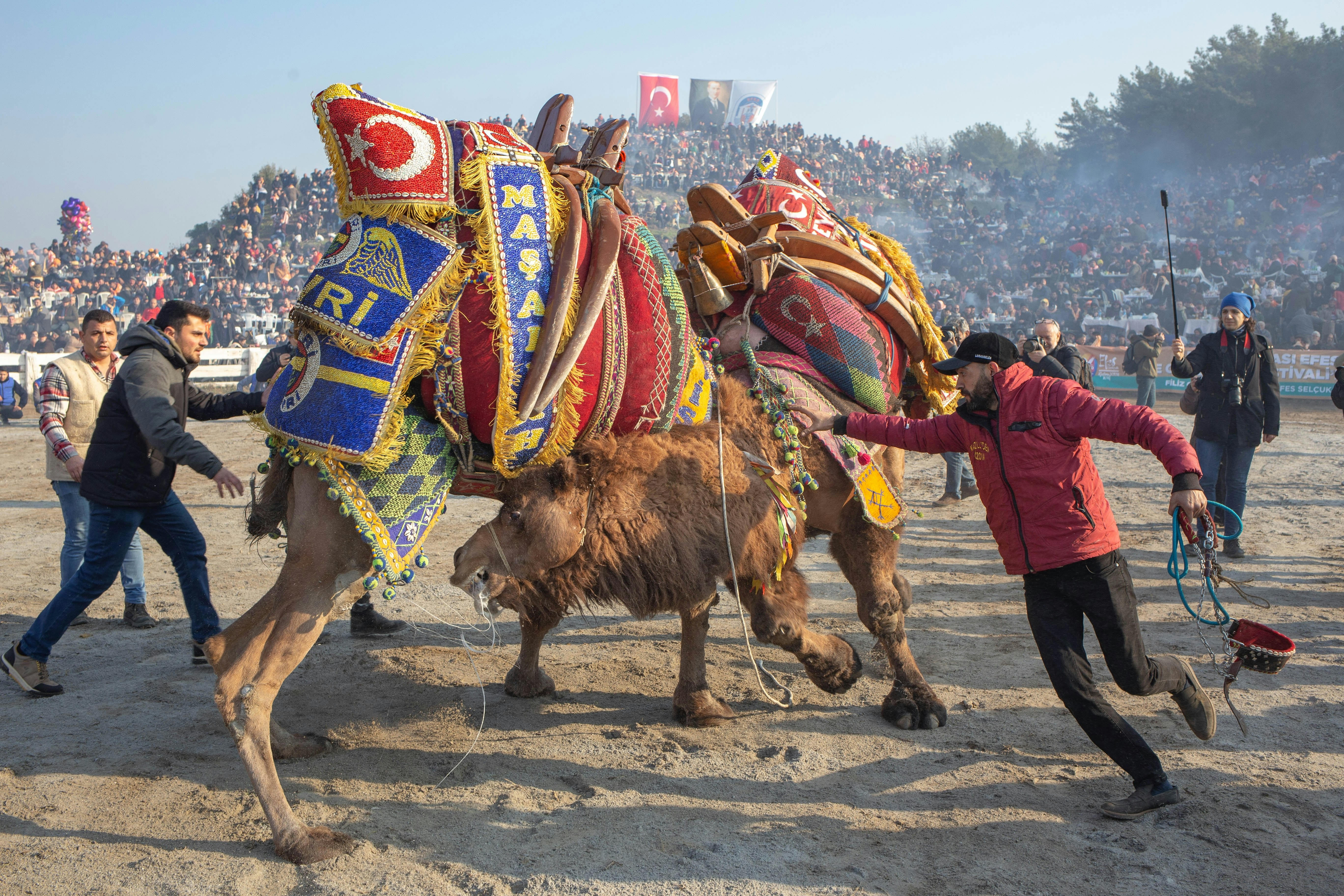 Men try to subdue camels covered with colorful draping in an arena, as spectators look on.