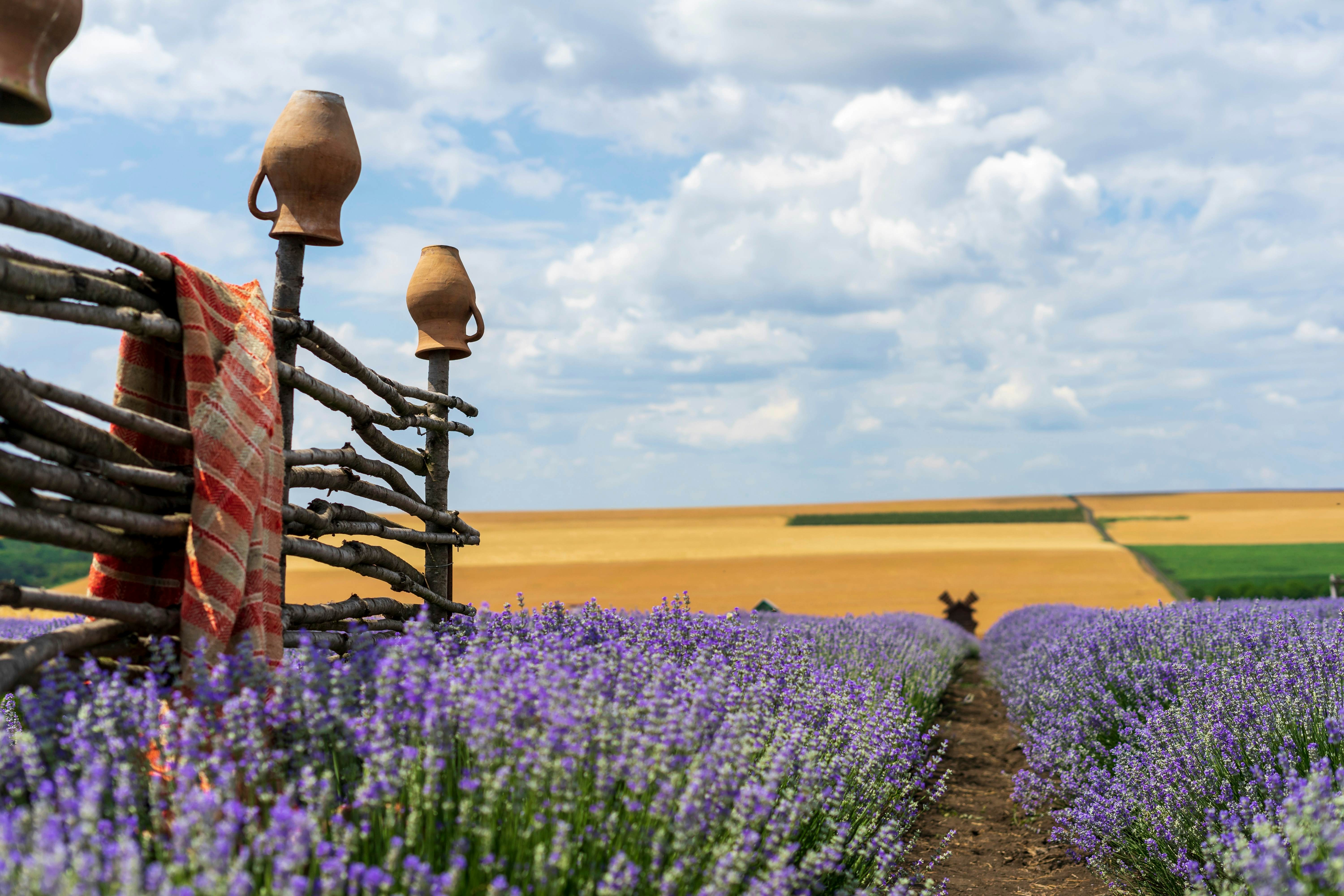 A fence made of tree branches at the edge of a field of purple lavender backed by squares of yellow wheat fields.