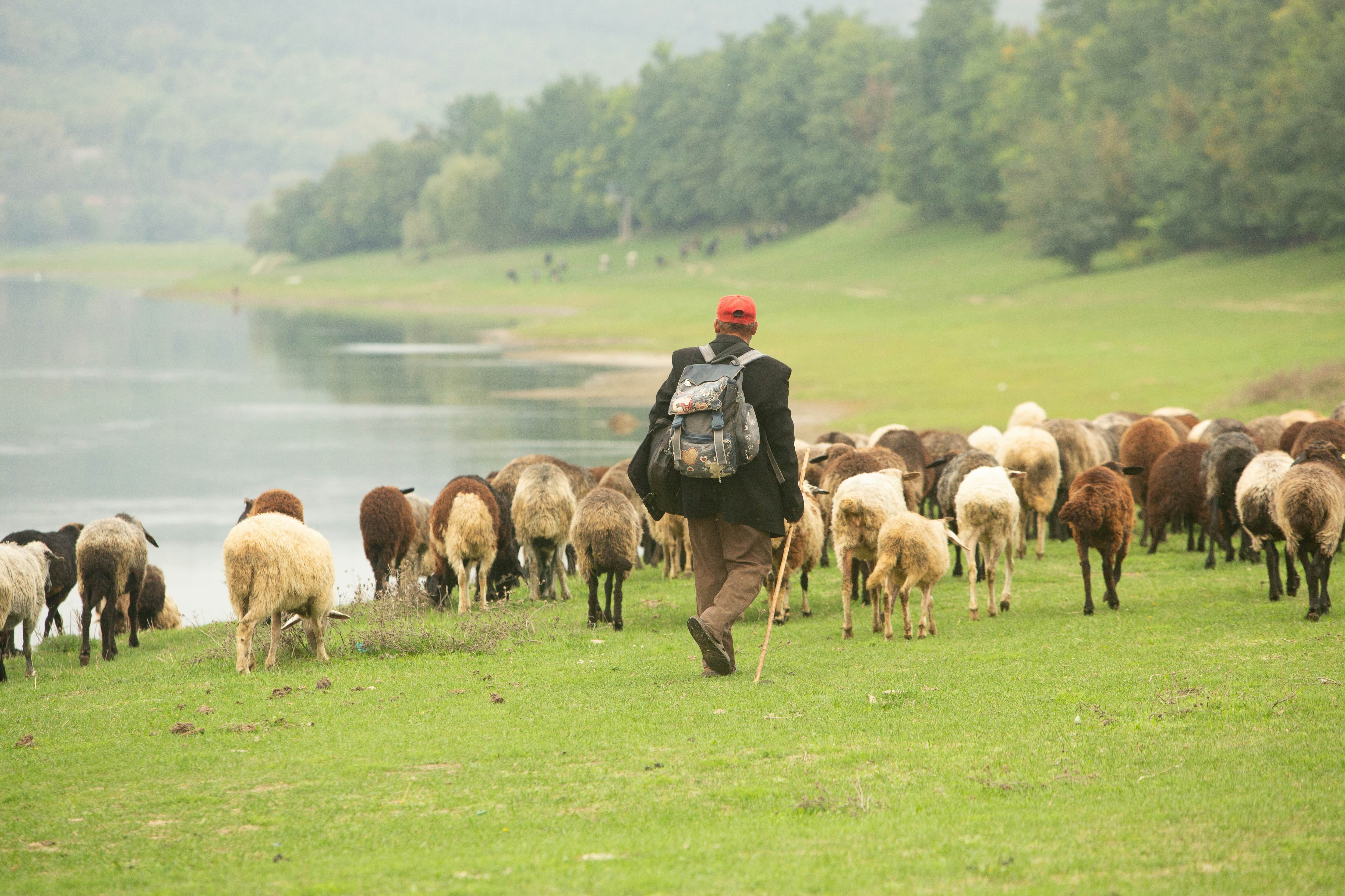 A man walks with a herd of sheep in a green field with a lake to his left. He is wearing a black jacket and a backpack and he's carrying a walking stick