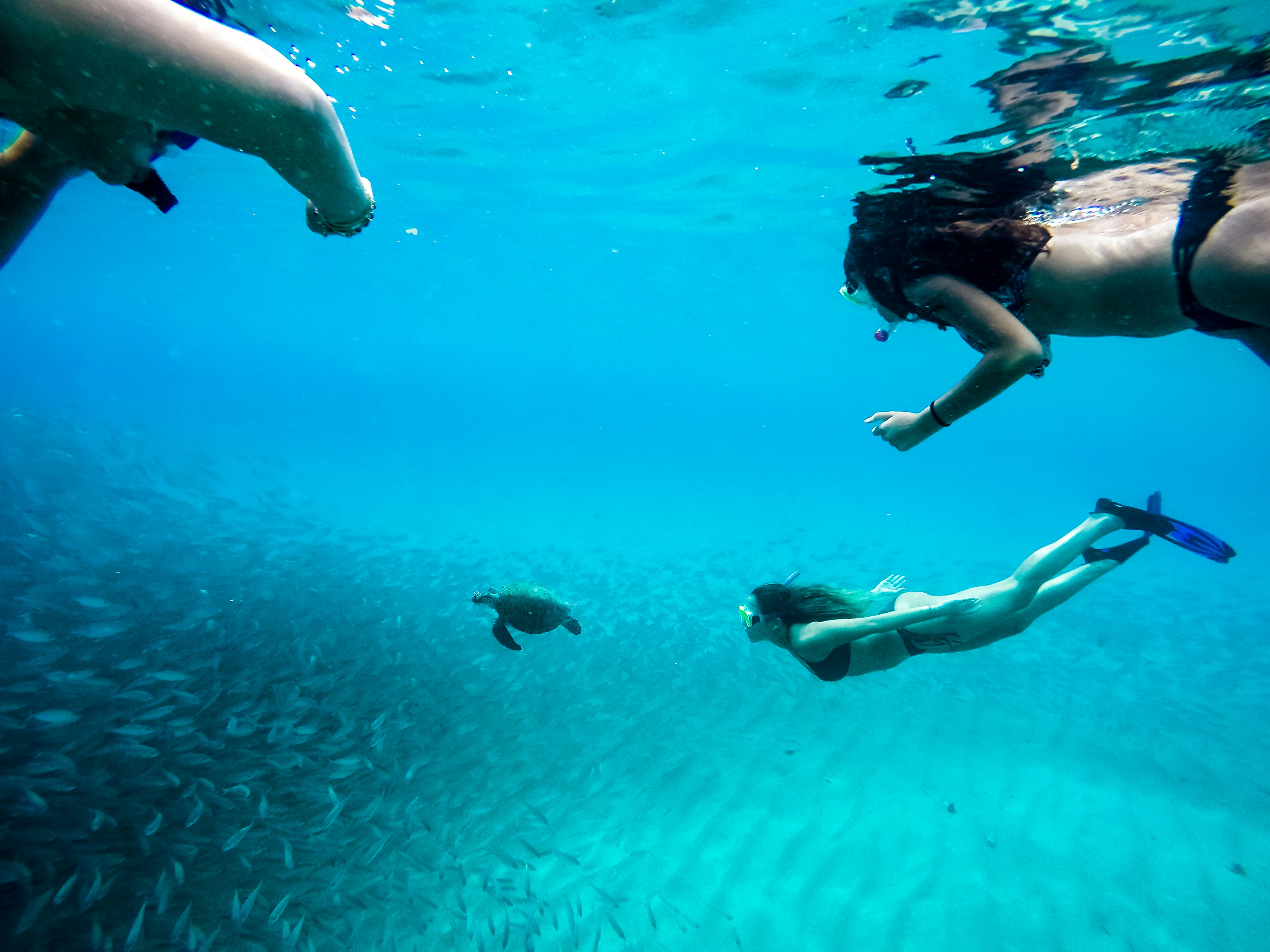 An underwater shot of three people with snorkel gear diving underwater to approach a swimming sea turtle. A school of thousands of fish is visible beyond the turtle.