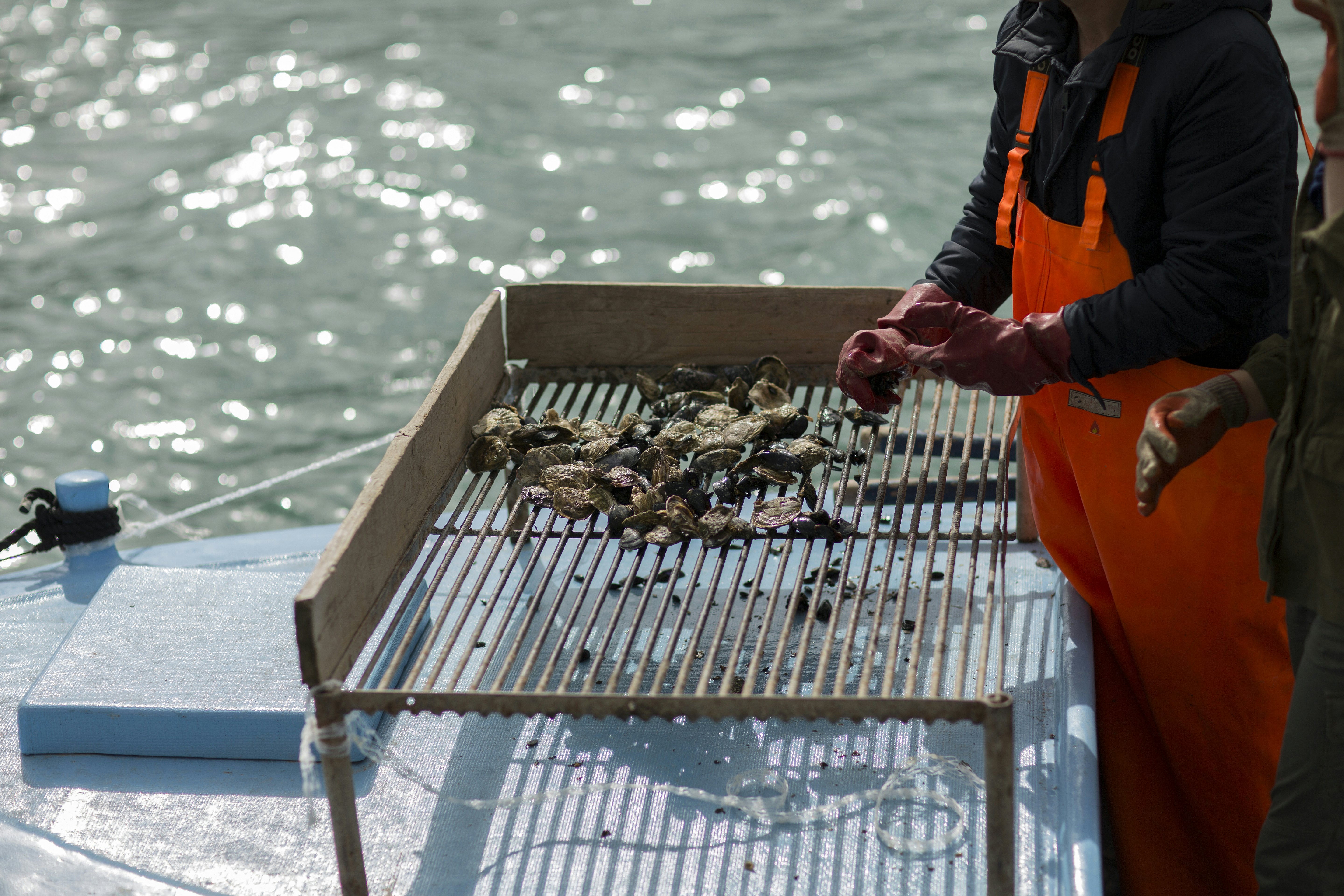 Oysters and Mussels in Bay of Mali Ston