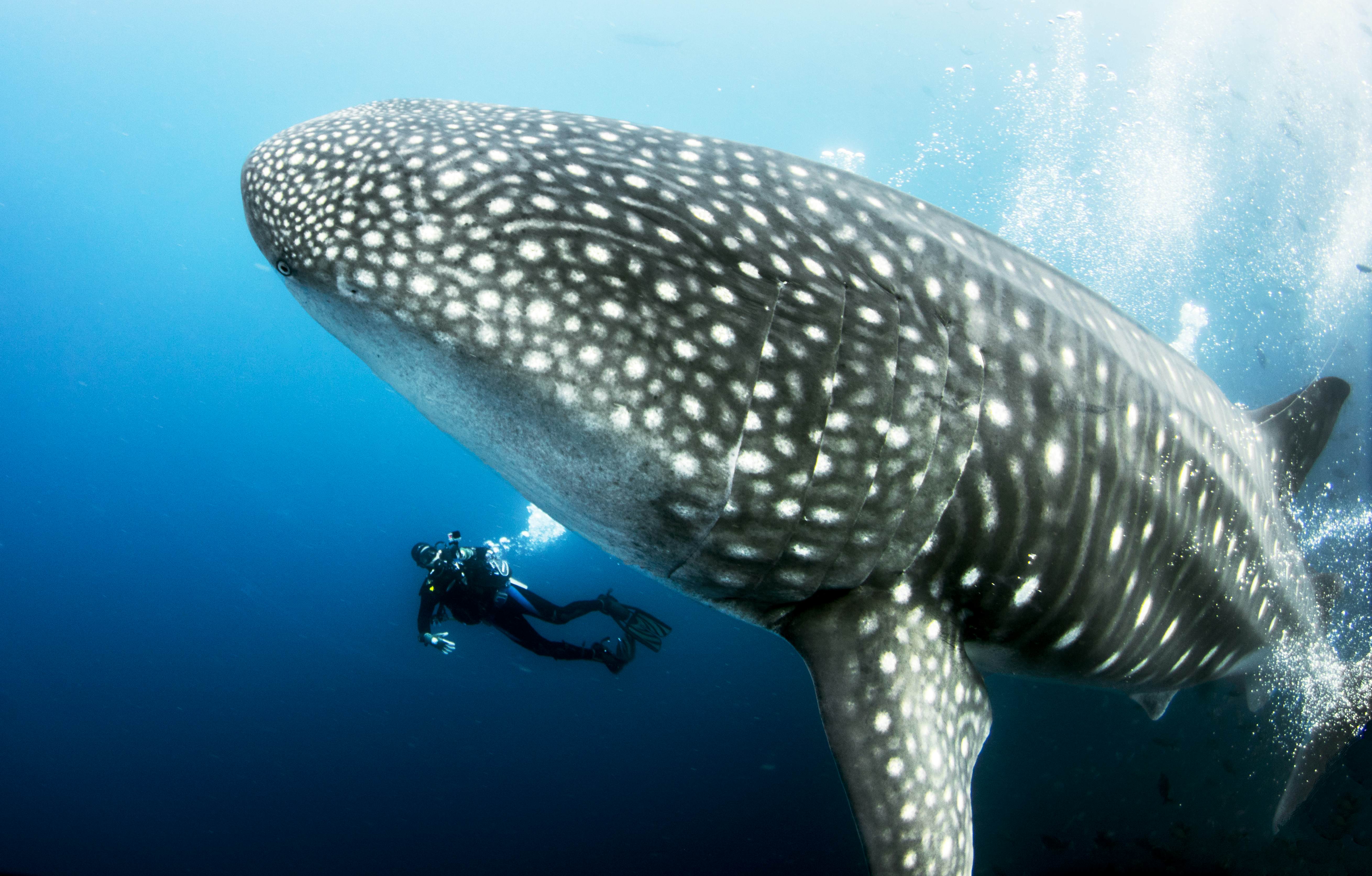 A diver views a whalee shark off the Darwin Islands in the Galapagos Islands, Ecuador.