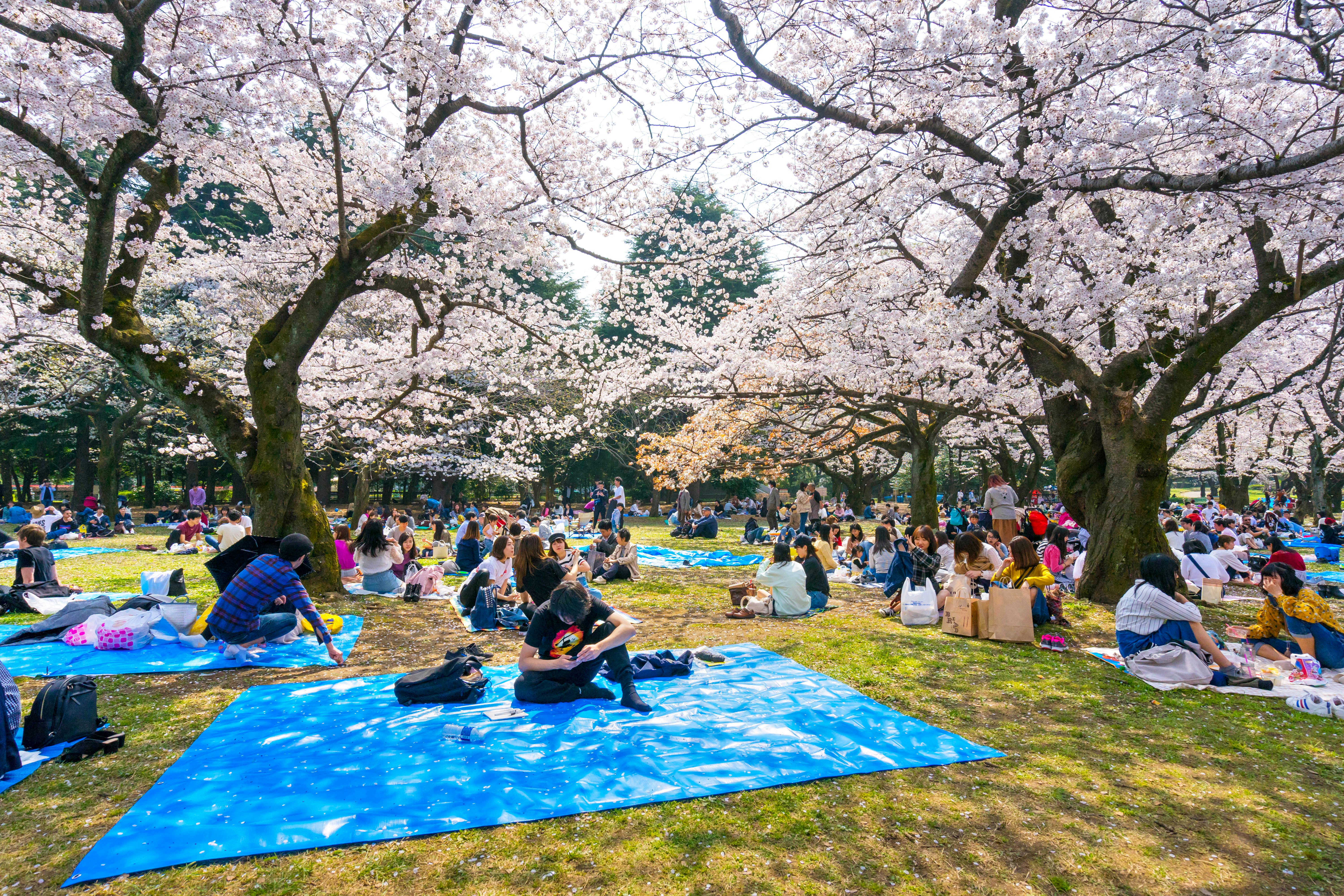 April 2, 2018: Many people picnic under cherry blossoms at Yoyogi Park in Shibuya.