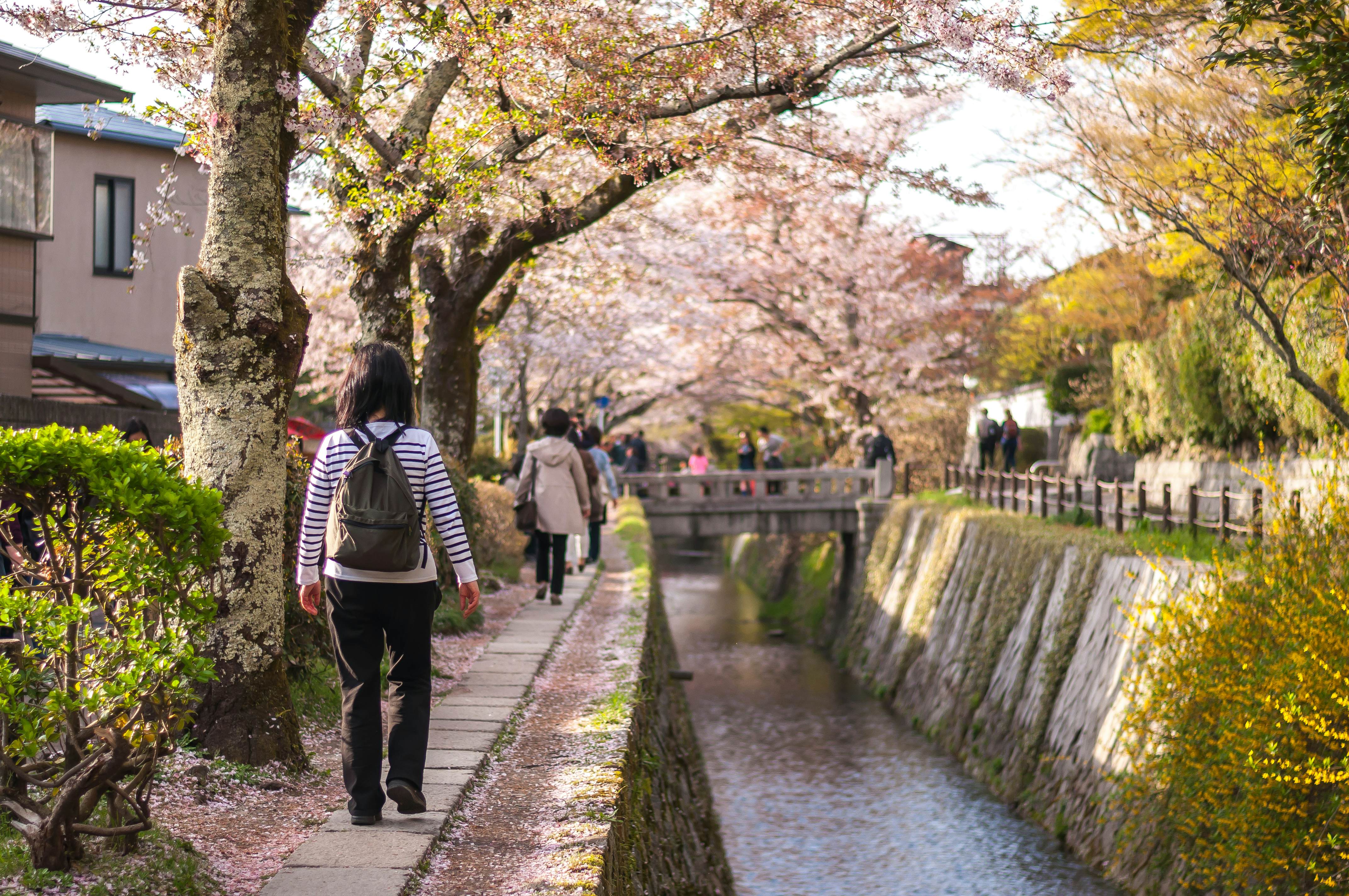 Walkers under blooming cherry trees on the Path of Philosophy in Kyoto, Japan