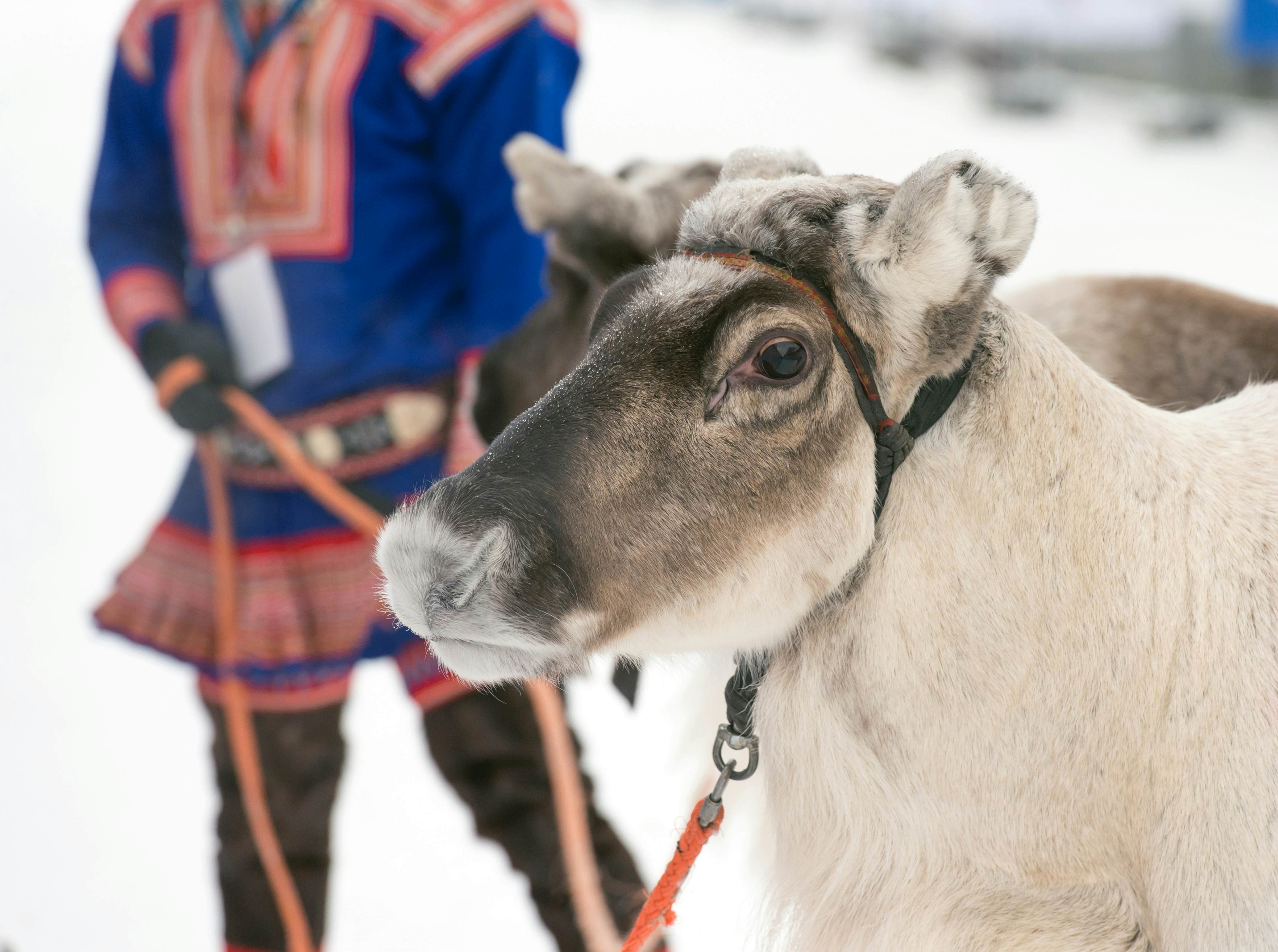 A Sami herder with reindeer in northern Norway.