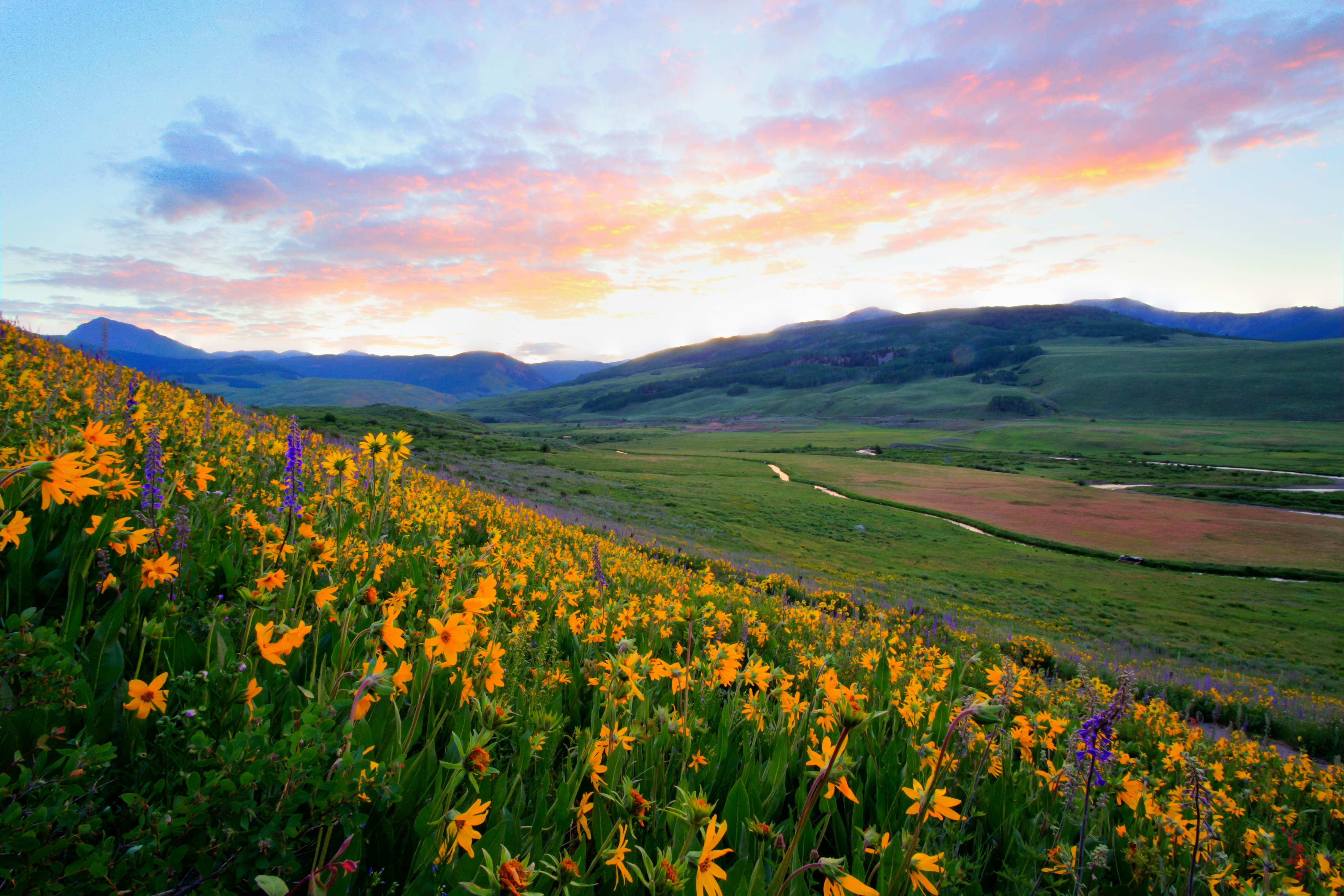 Yellow wildflowers in full bloom in the Colorado mountains.