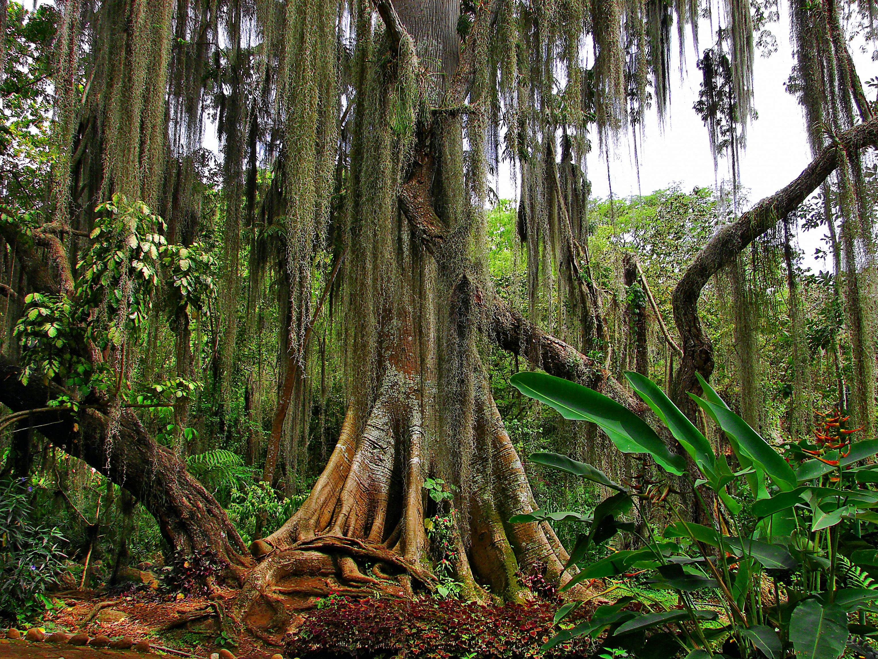 Spanish Moss hangs from Ceiba trees in Parque de Gal