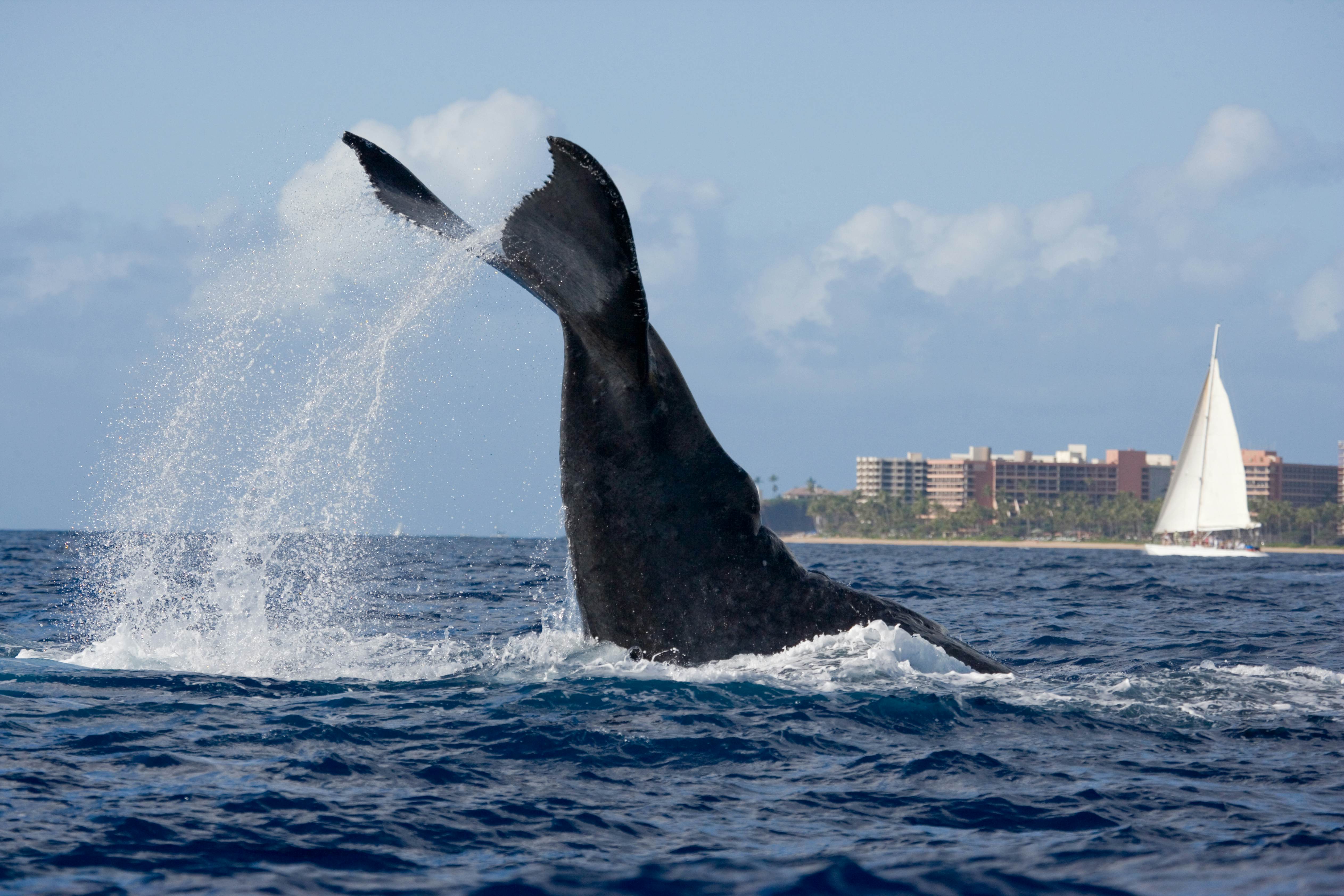 A humpback whale tail slaps the surface of the ocean off a beach