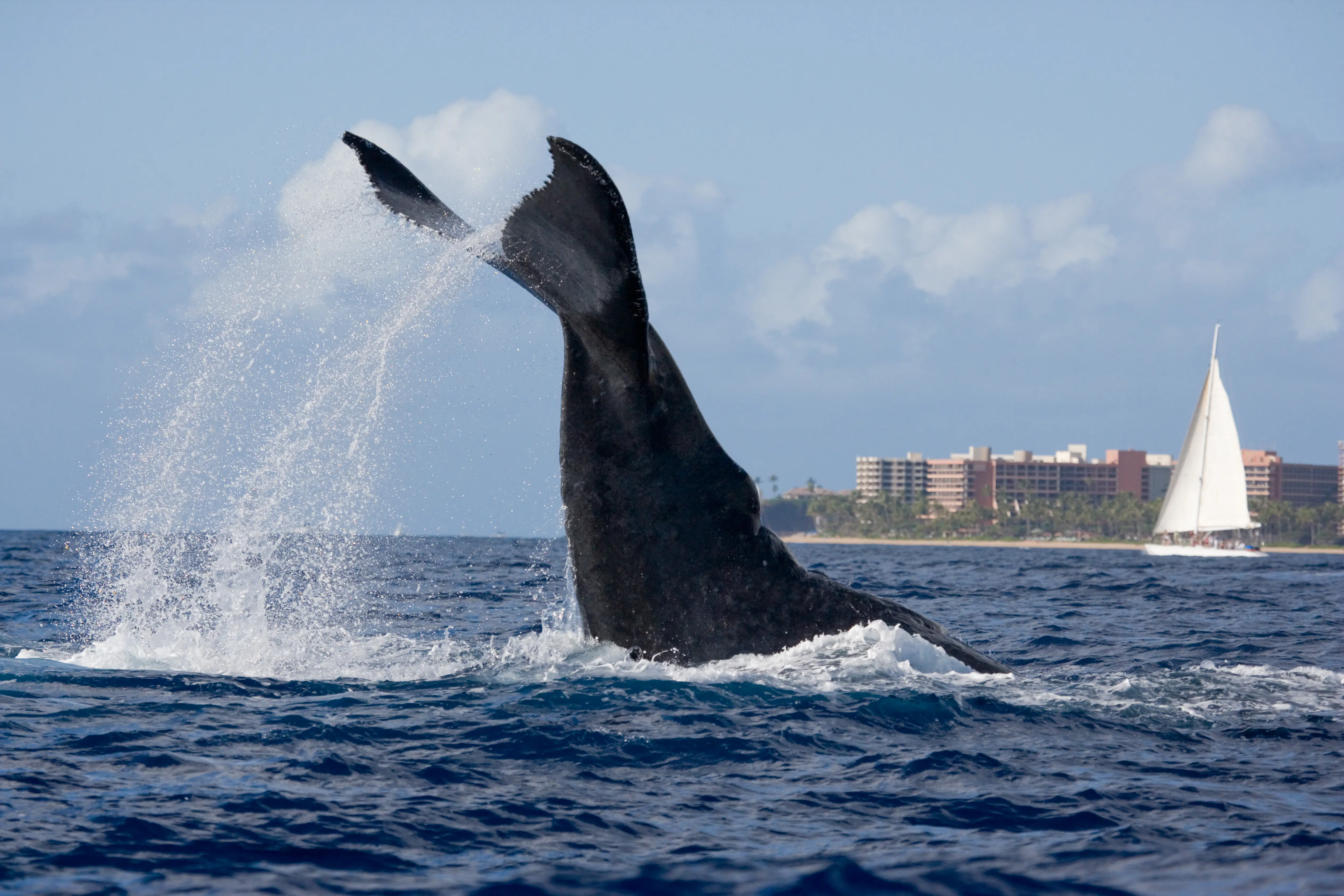 The ultimate guide to whale watching in Maui - Lonely Planet