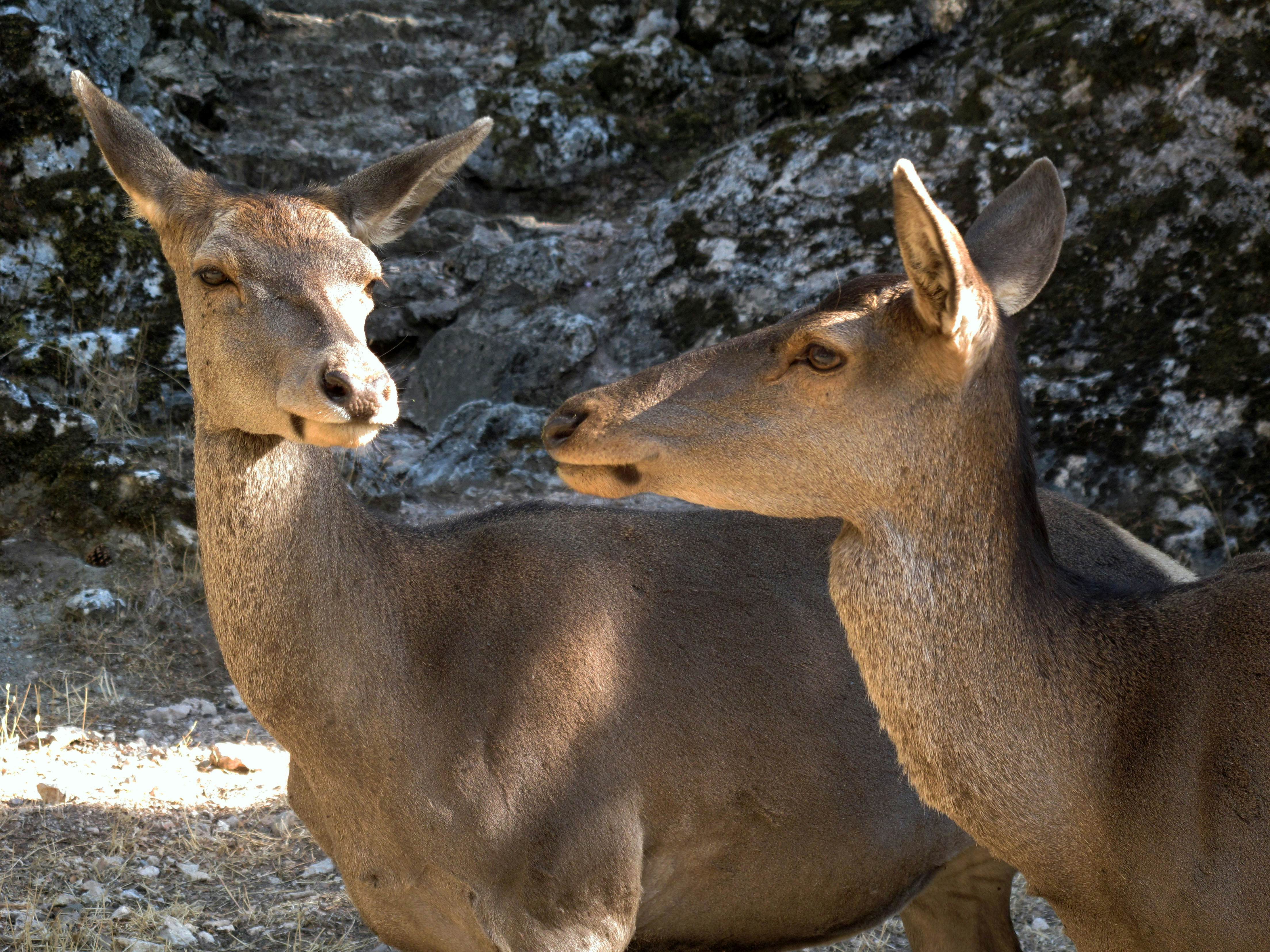 Two deer are pictured in front of a rocky slope dusted with snow