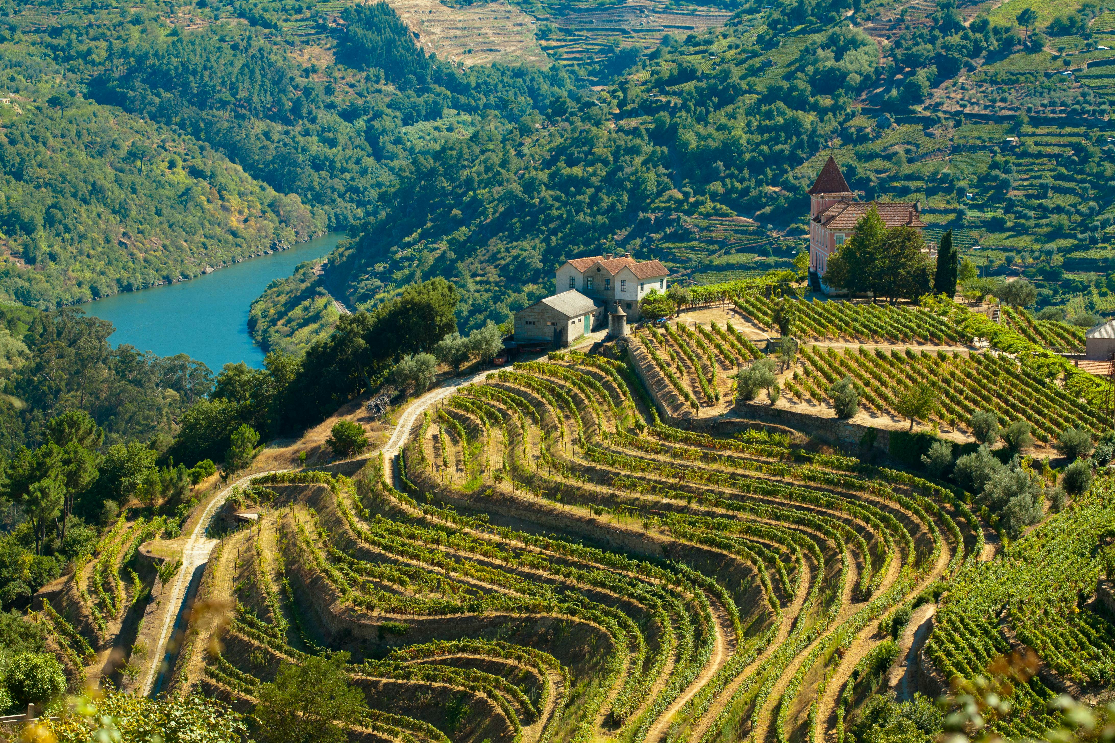 Aerial shot of the Douro river and its vineyards