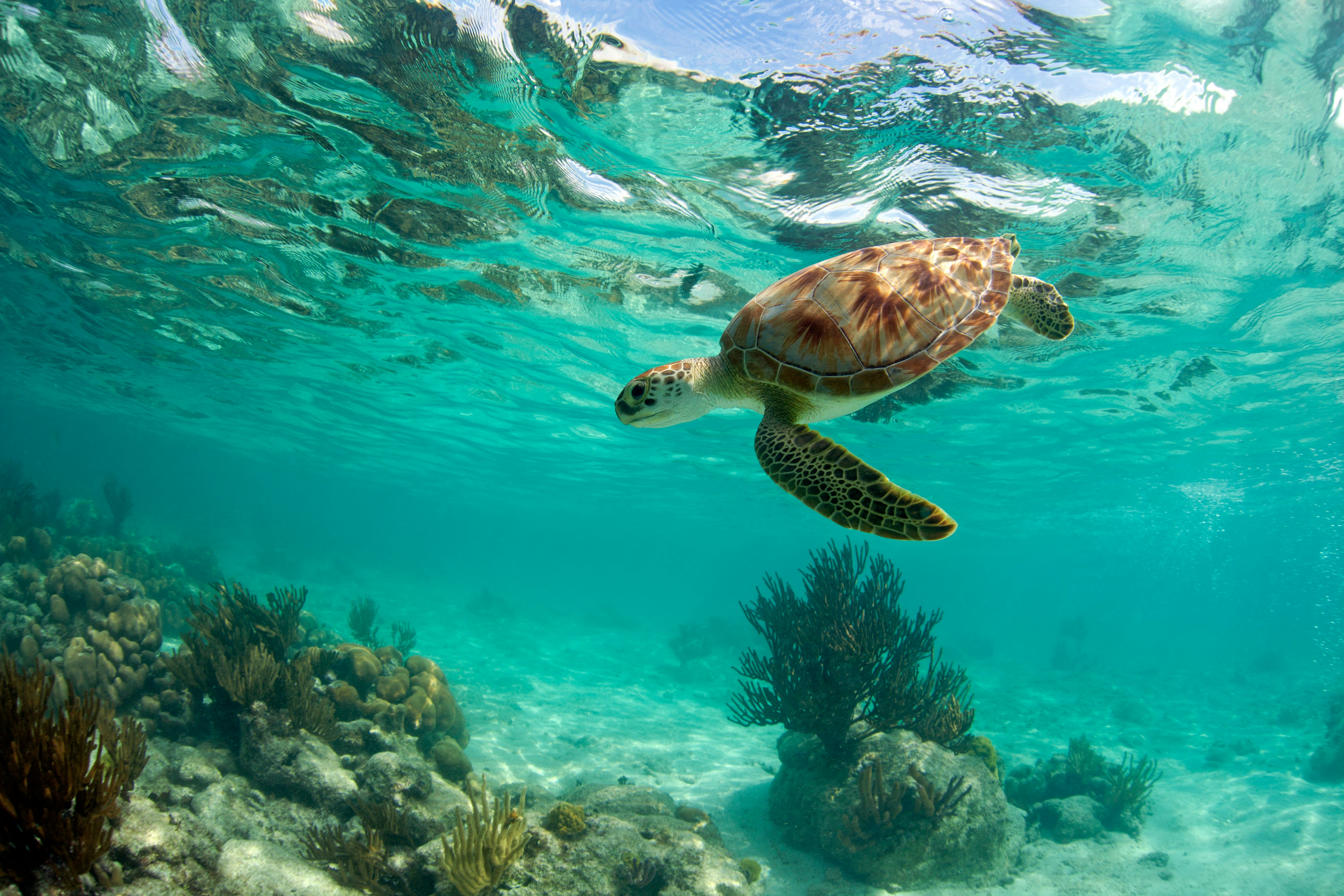 A green sea turtle dives toward a coral reef underwater in Akumal, Riveria Maya, Mexico.