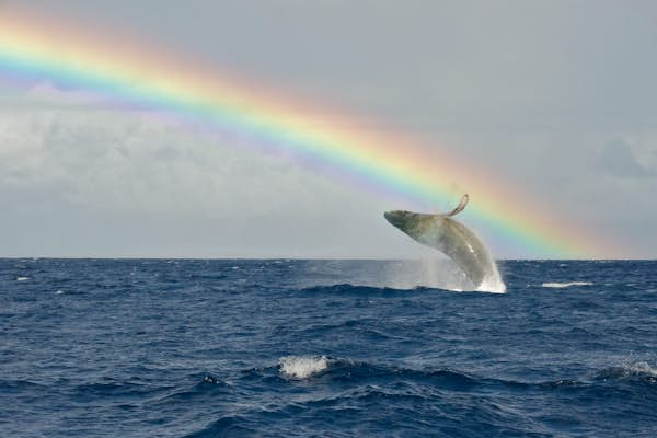 A guide to whale-watching in Maui