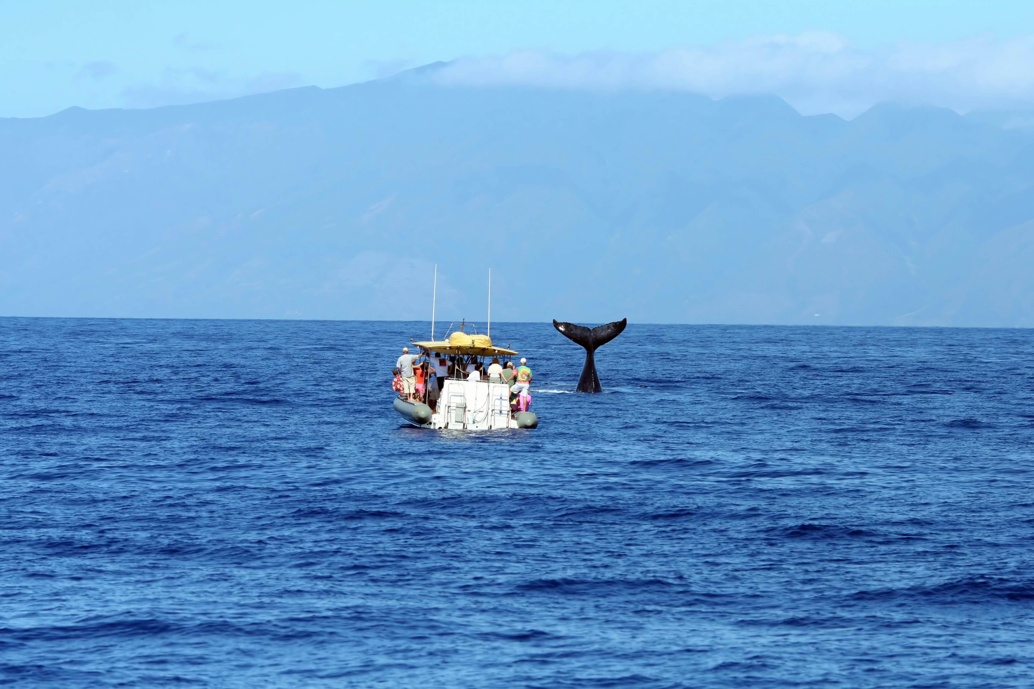 Tourists on a small covered boat watch a whale tail breach the surface of the ocean