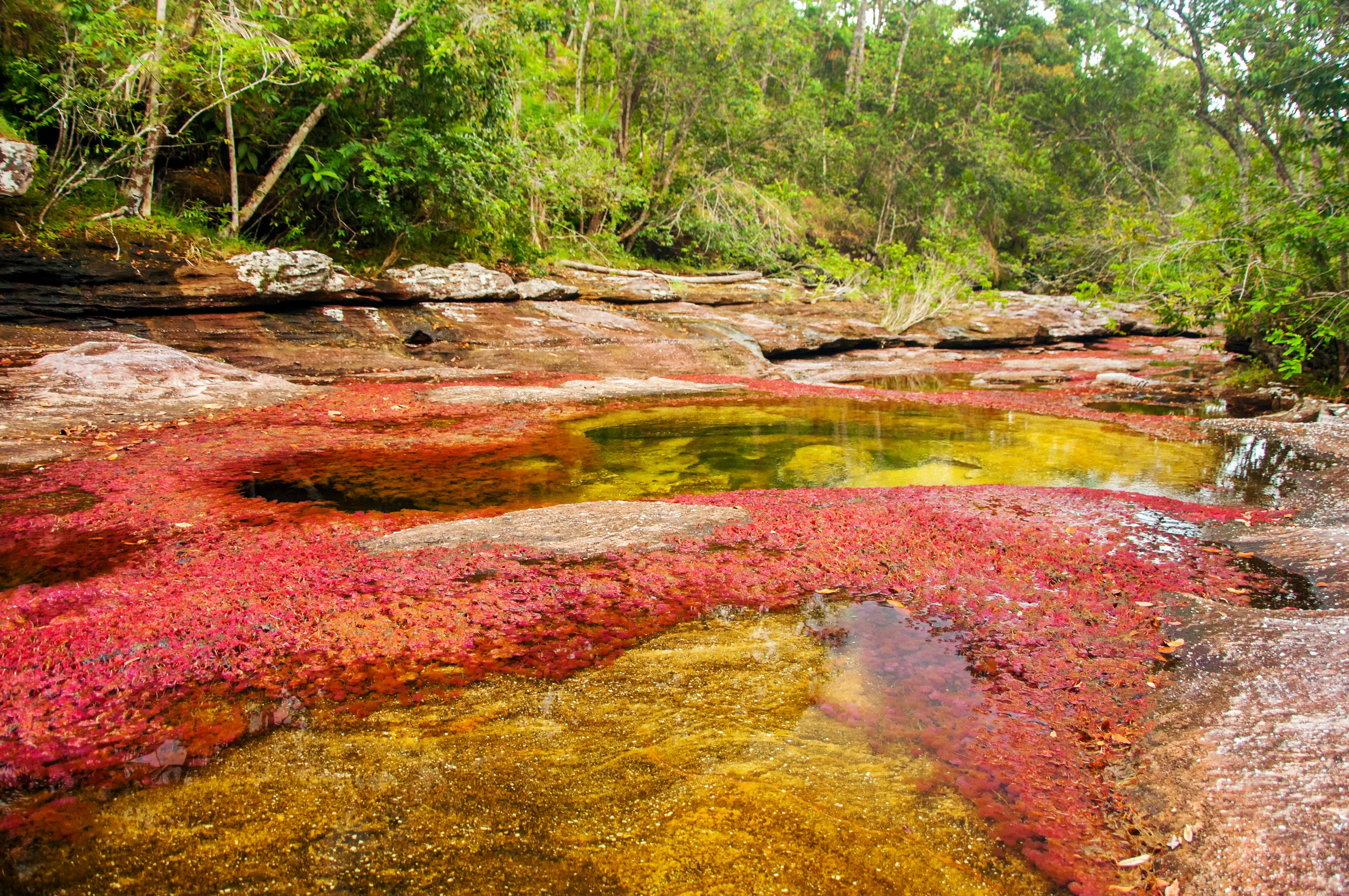 Caño Cristales River
Cano Cristales, colorful river in Colombia.