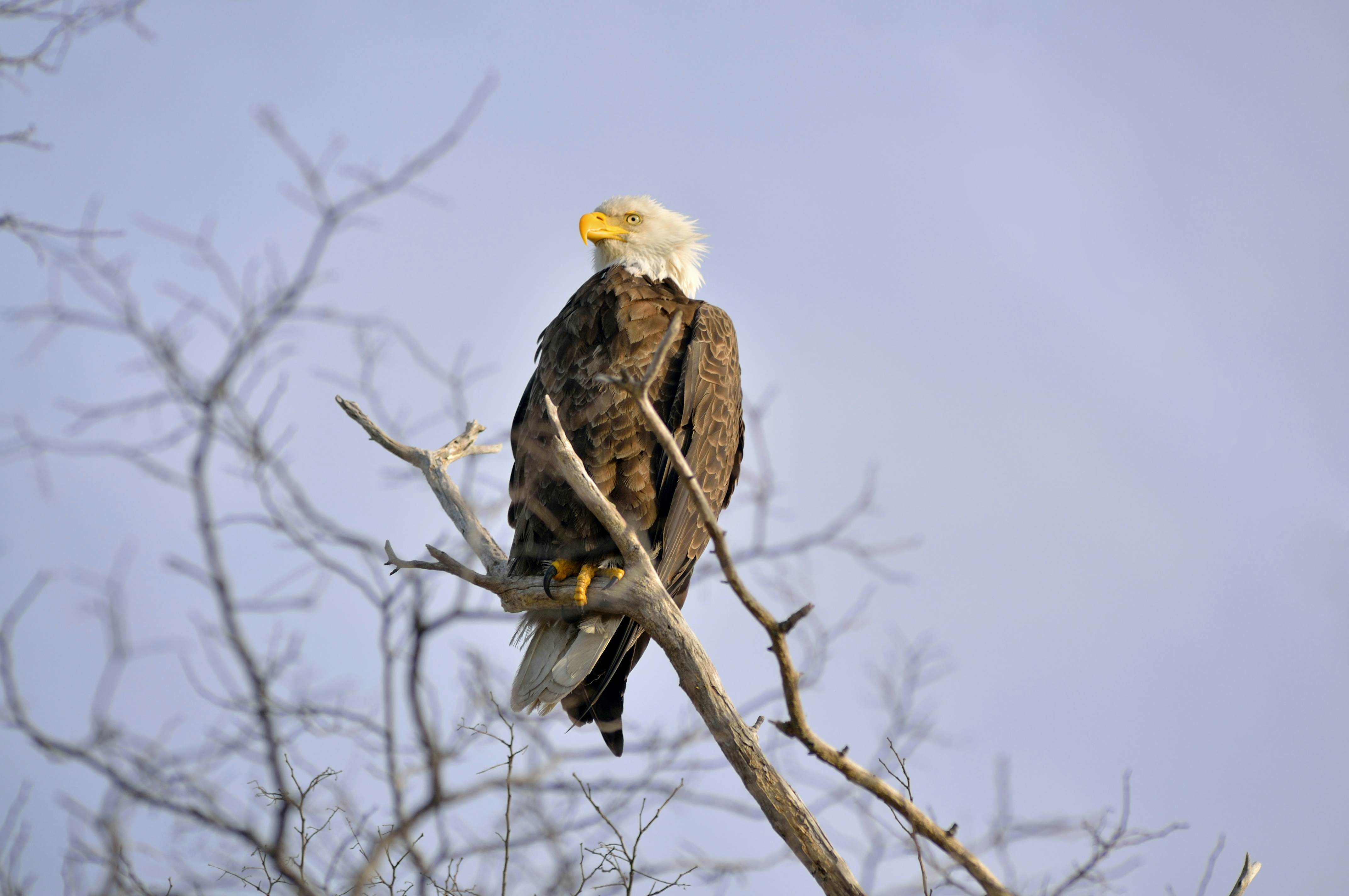 A bald eagle surveying the water at Blackwater National Wildlife Refuge, Maryland.