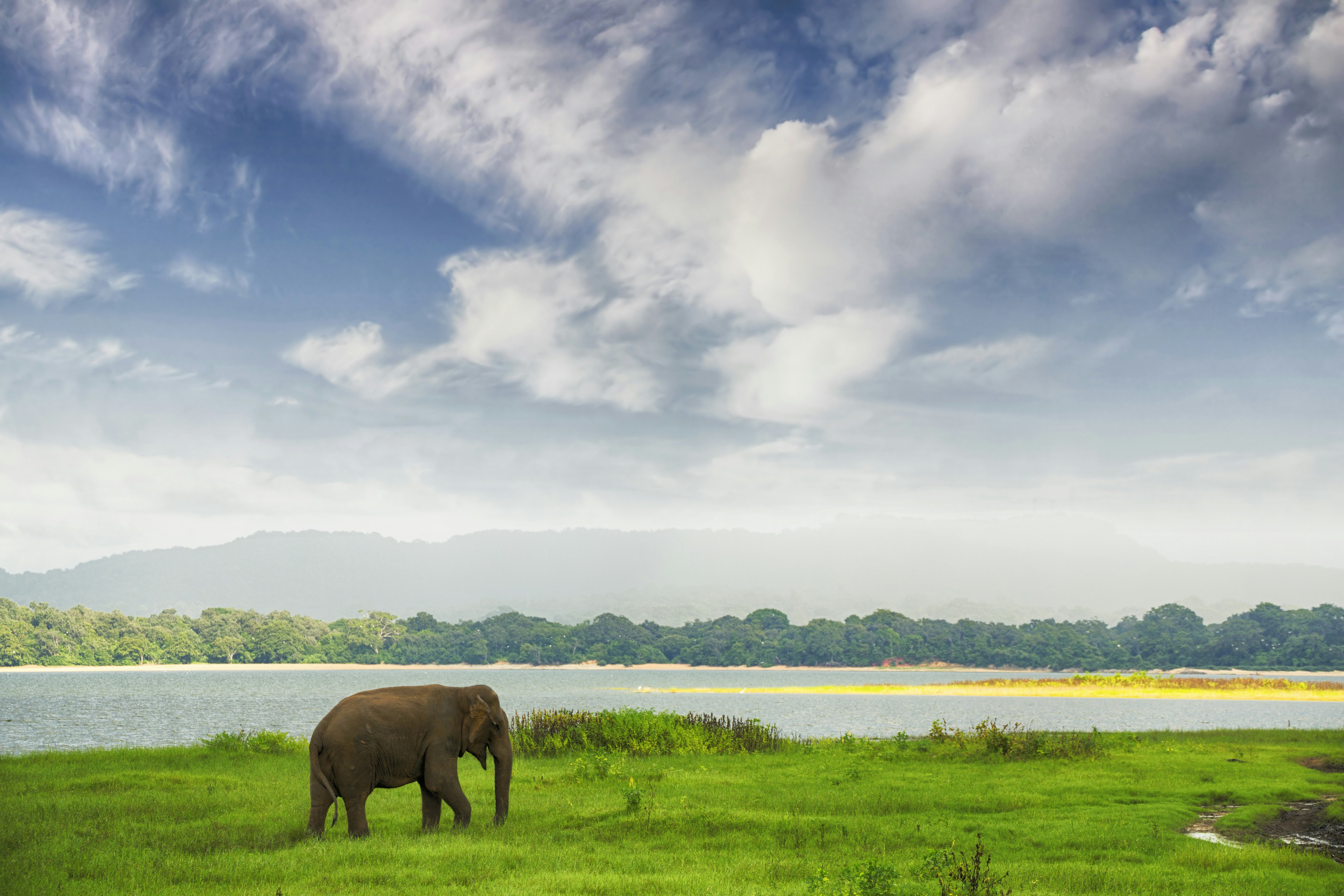 An elephant wandering through grass near a lake in a national park.