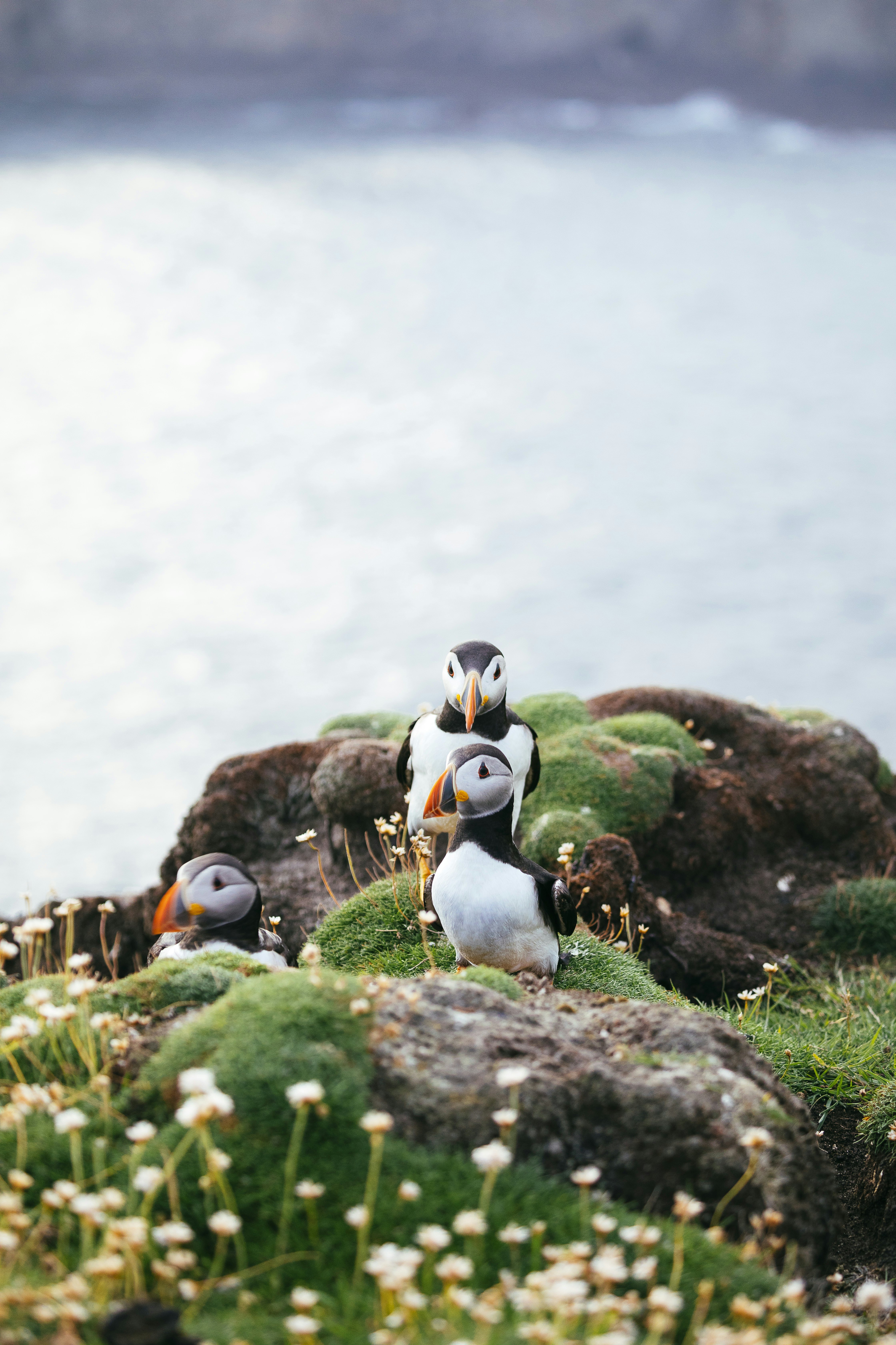 Lonely Planet Magazine, Issue 125, May 2019, Fair Isle, Scotland
Puffin's standing on a coastal cliff of Fair Isle.