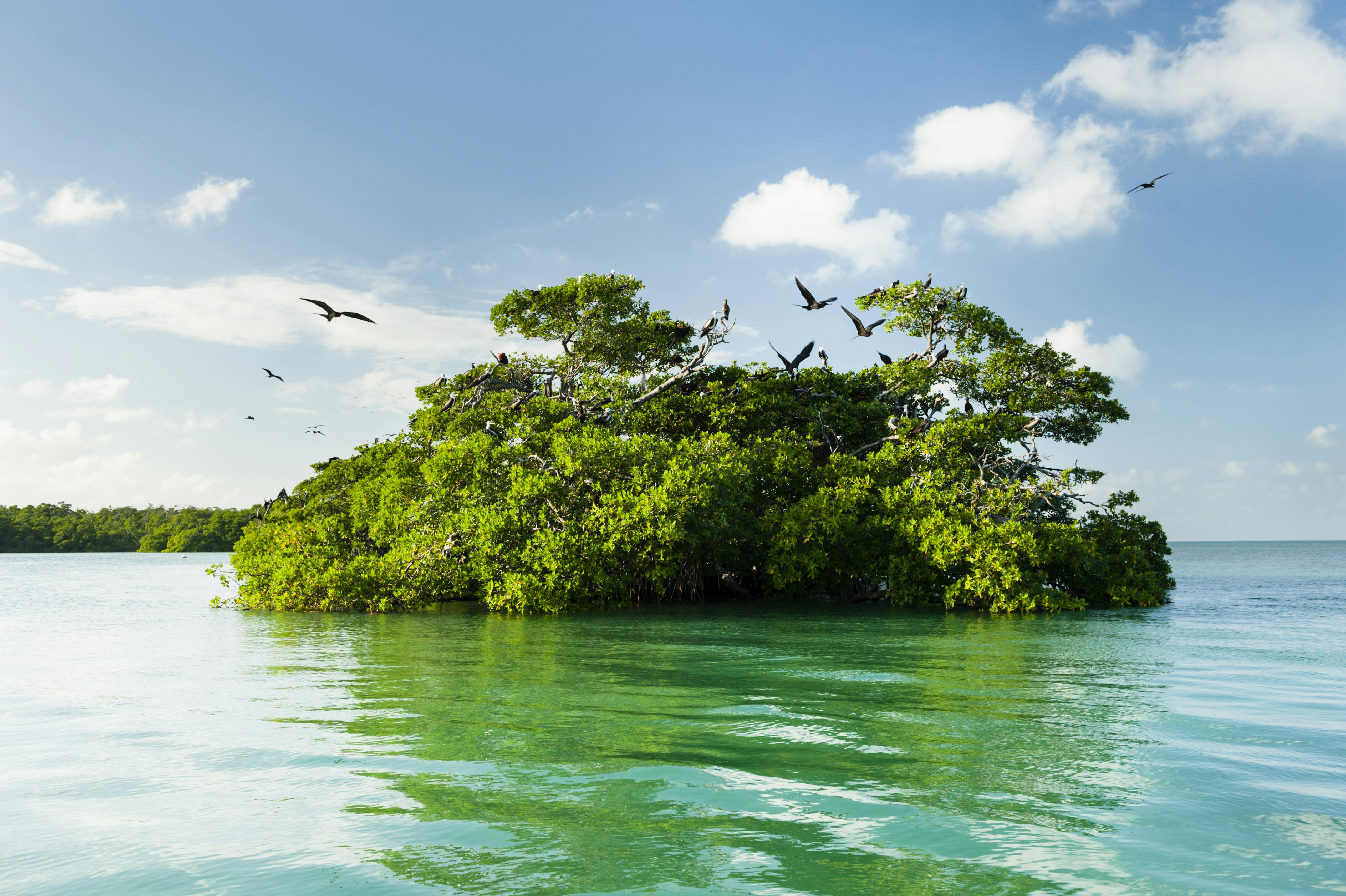 An island with lush vegetation and nesting birds is pictured in a tropical lagoon