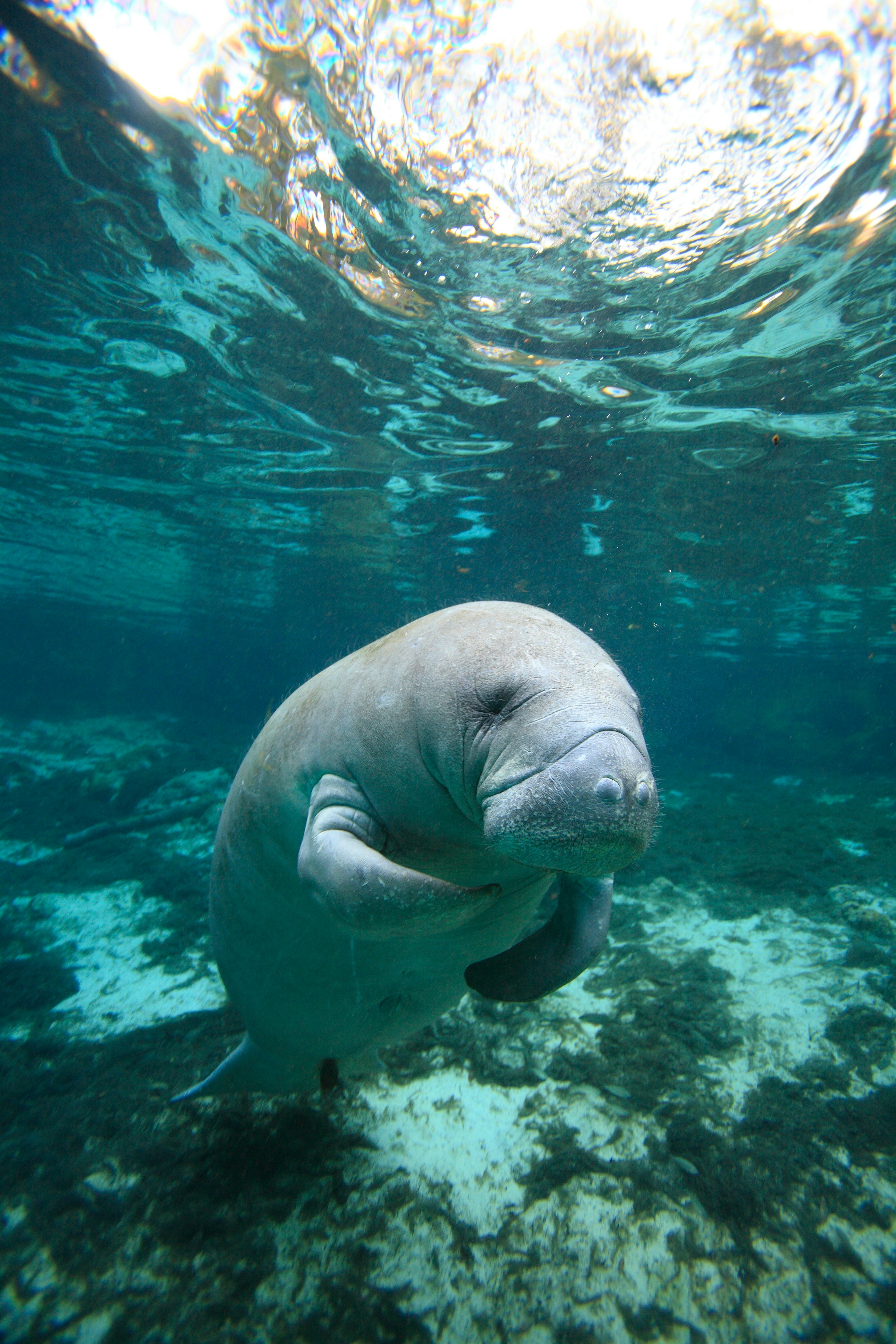 An underwater view of a manatee in Florida.