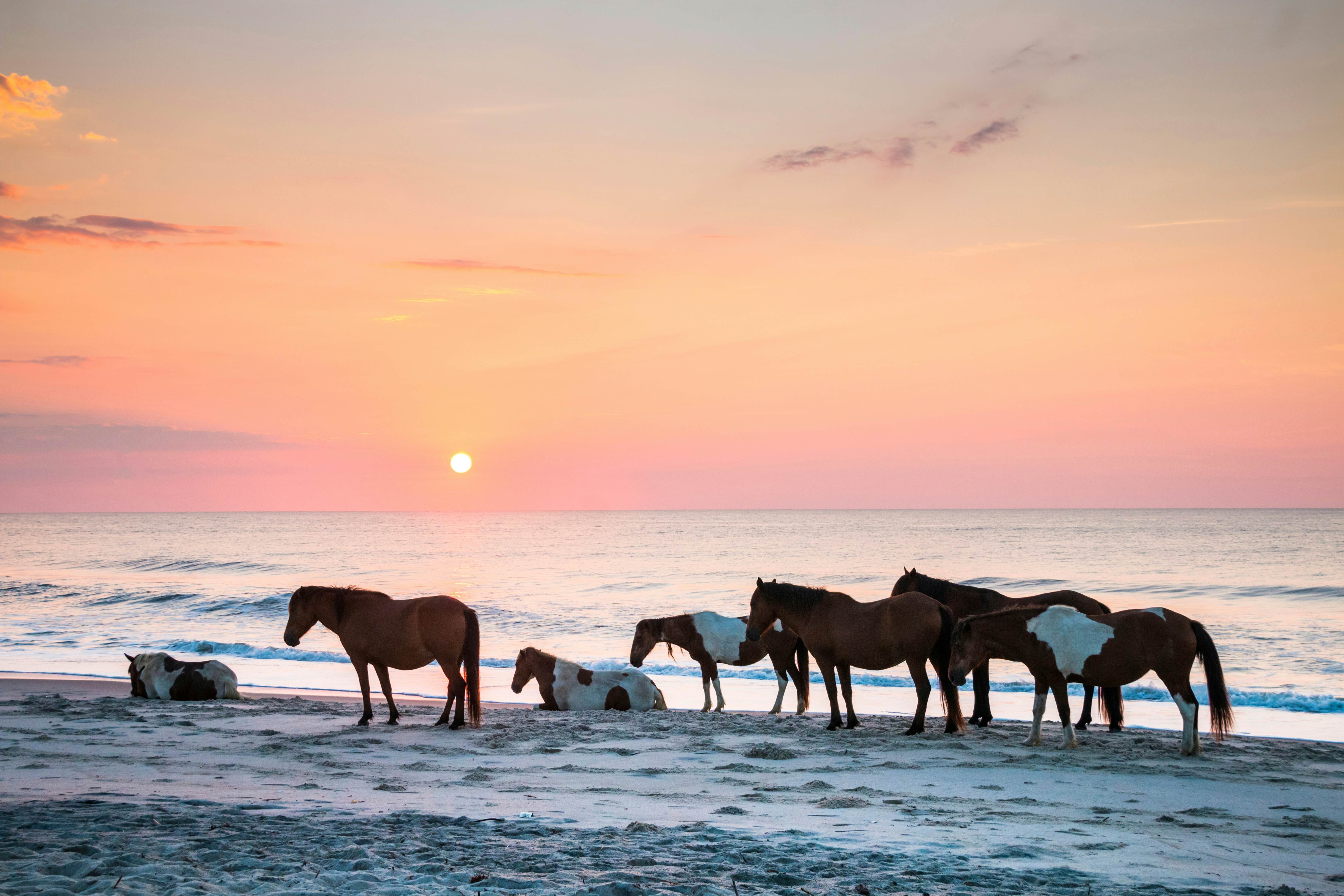 Feral horses on the beach of Assateague early in the morning.