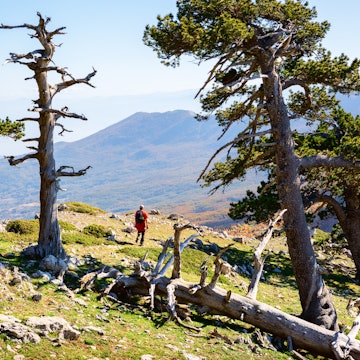 Bosnian pines on top of Serra di Crispo mountain (Garden of Gods), Pollino National Park, southern Apennine Mountains, Italy. License Type: media Download Time: 2021-11-11T06:50:07.000Z User: mvm_lonelyplanet Is Editorial: No purchase_order: