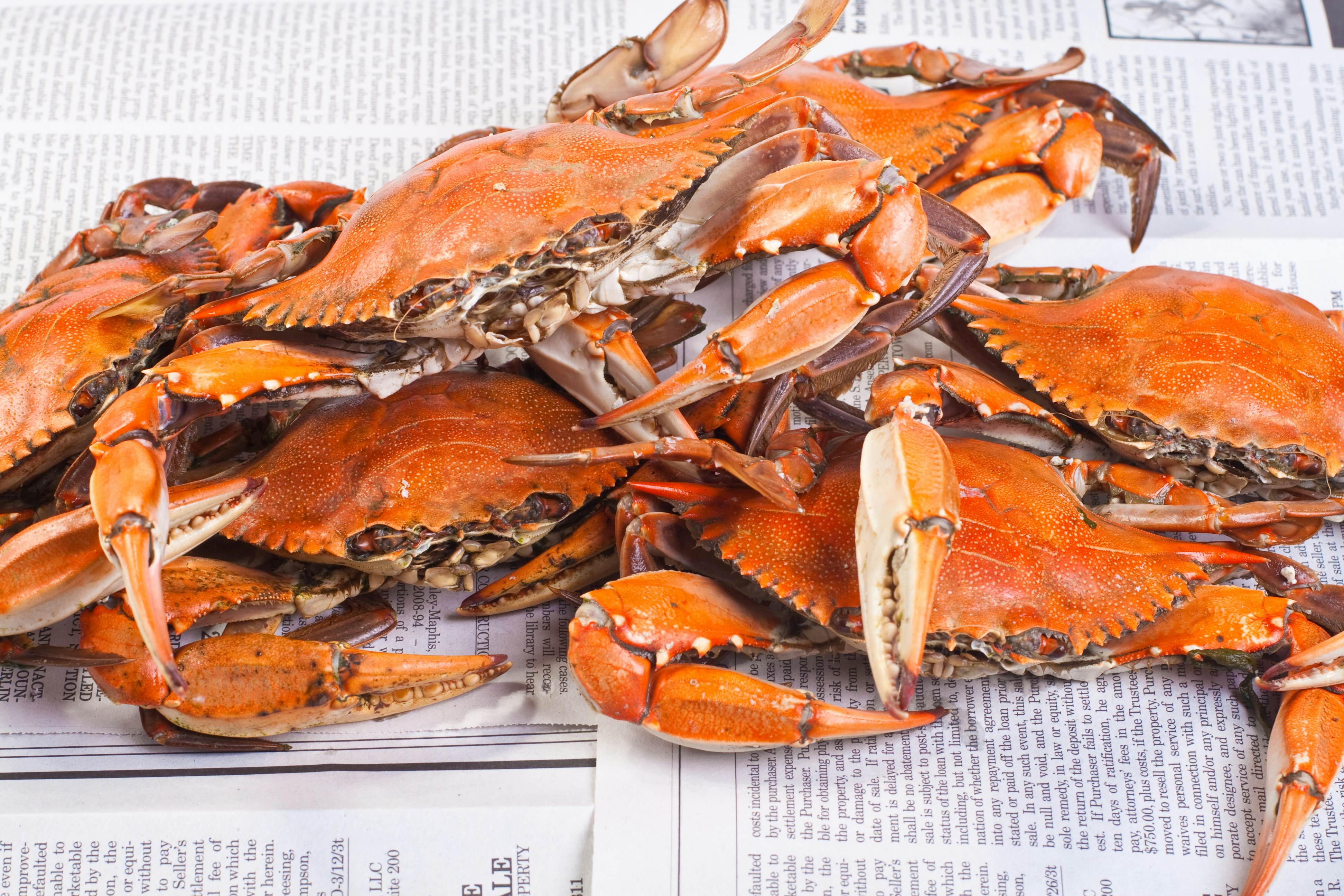 Hot steamed blue crabs from Chesapeake Bay in Maryland.