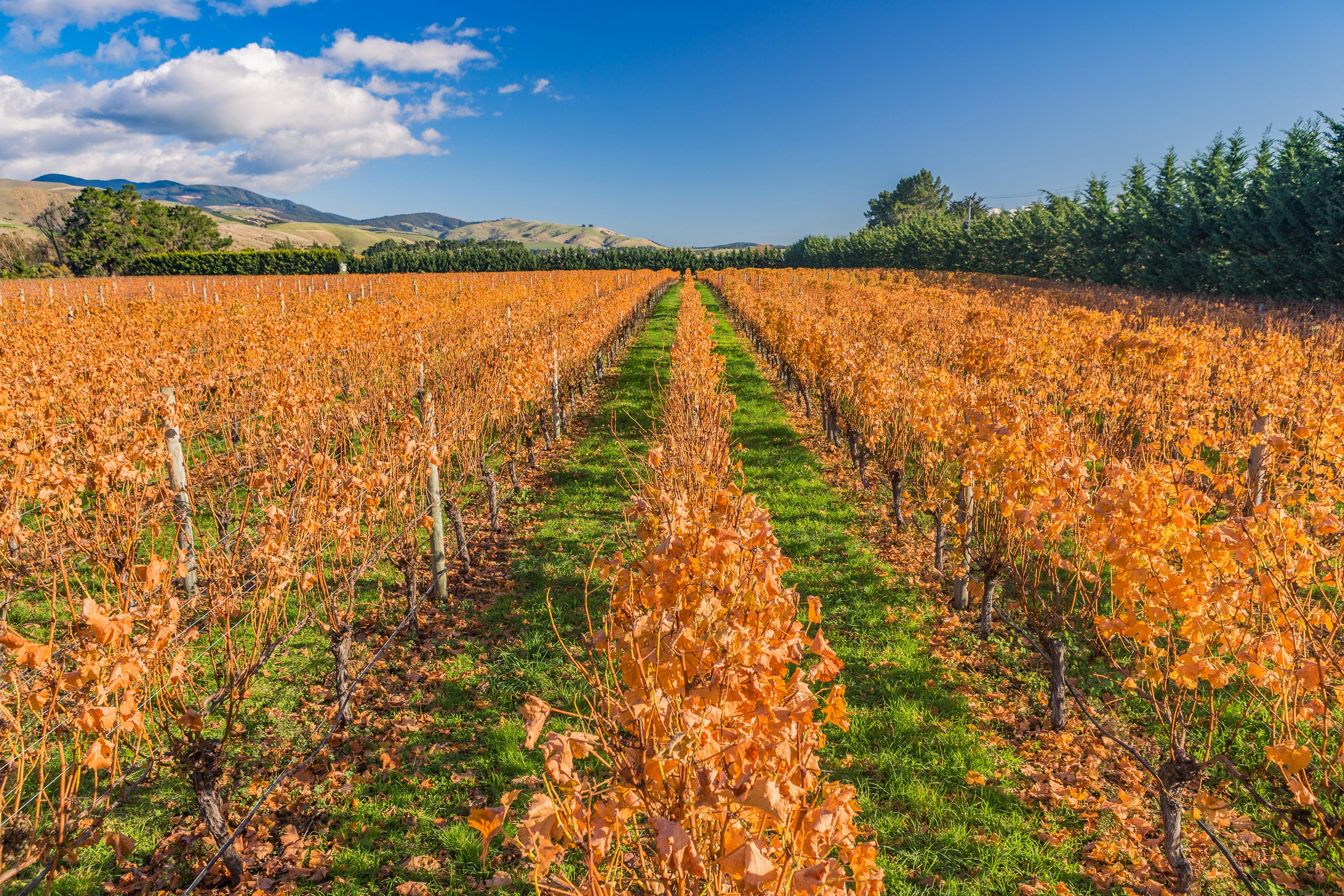 A vineyard in winter, with orange leaves on the vines