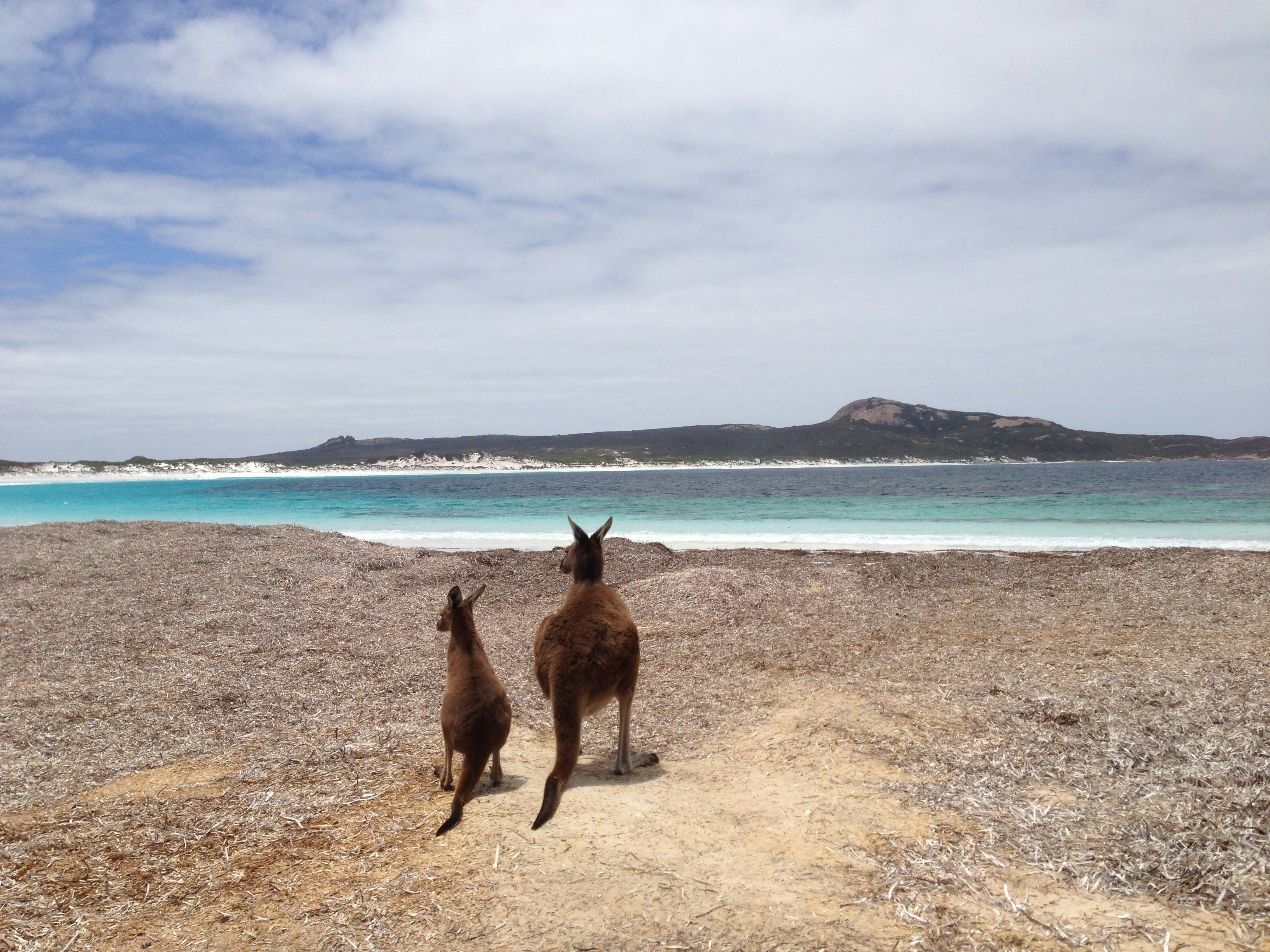 Mother and baby kangaroo at Lucky Bay beach