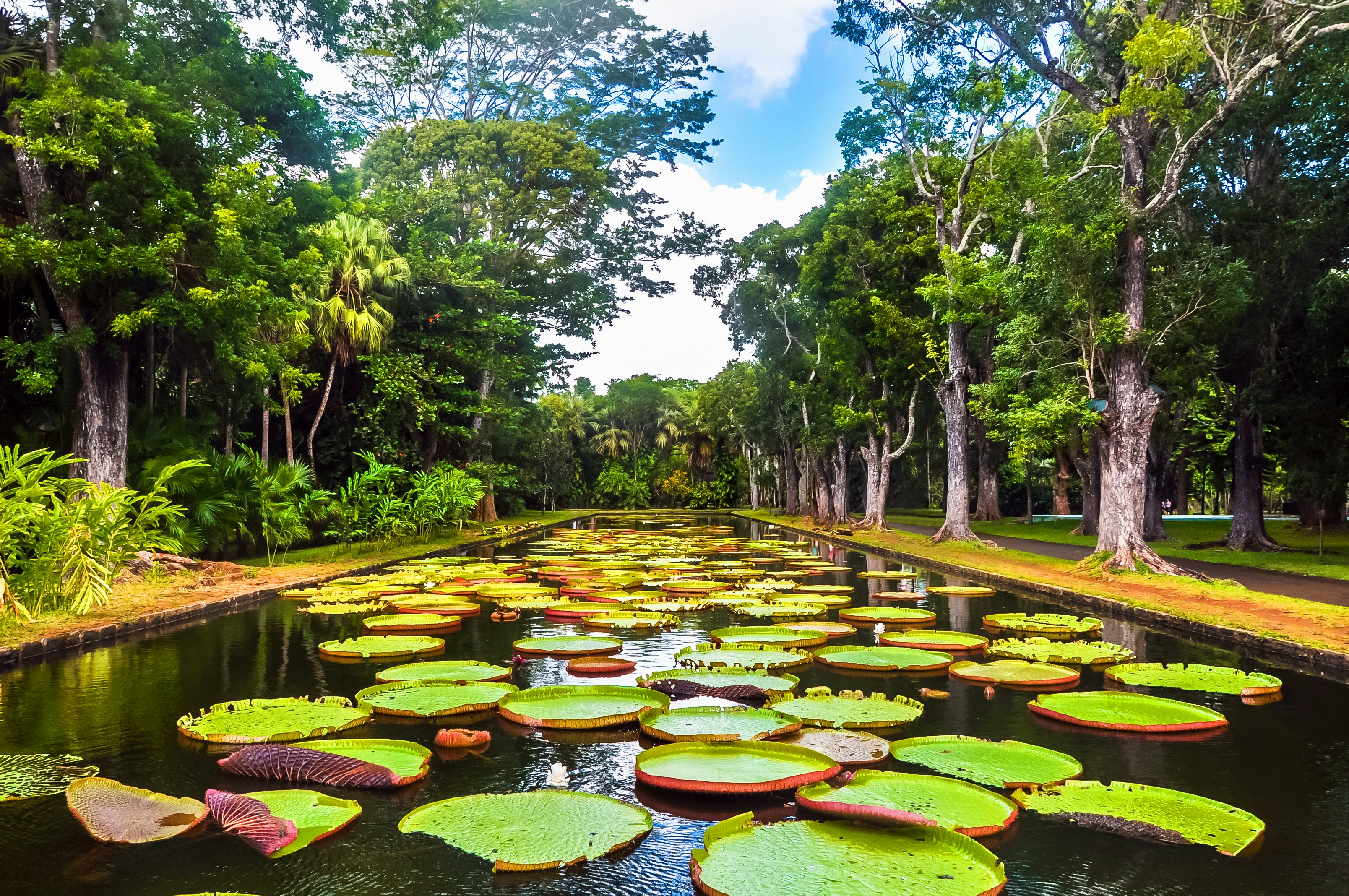 A rectagular pond with giant water lilies at a botanical garden.