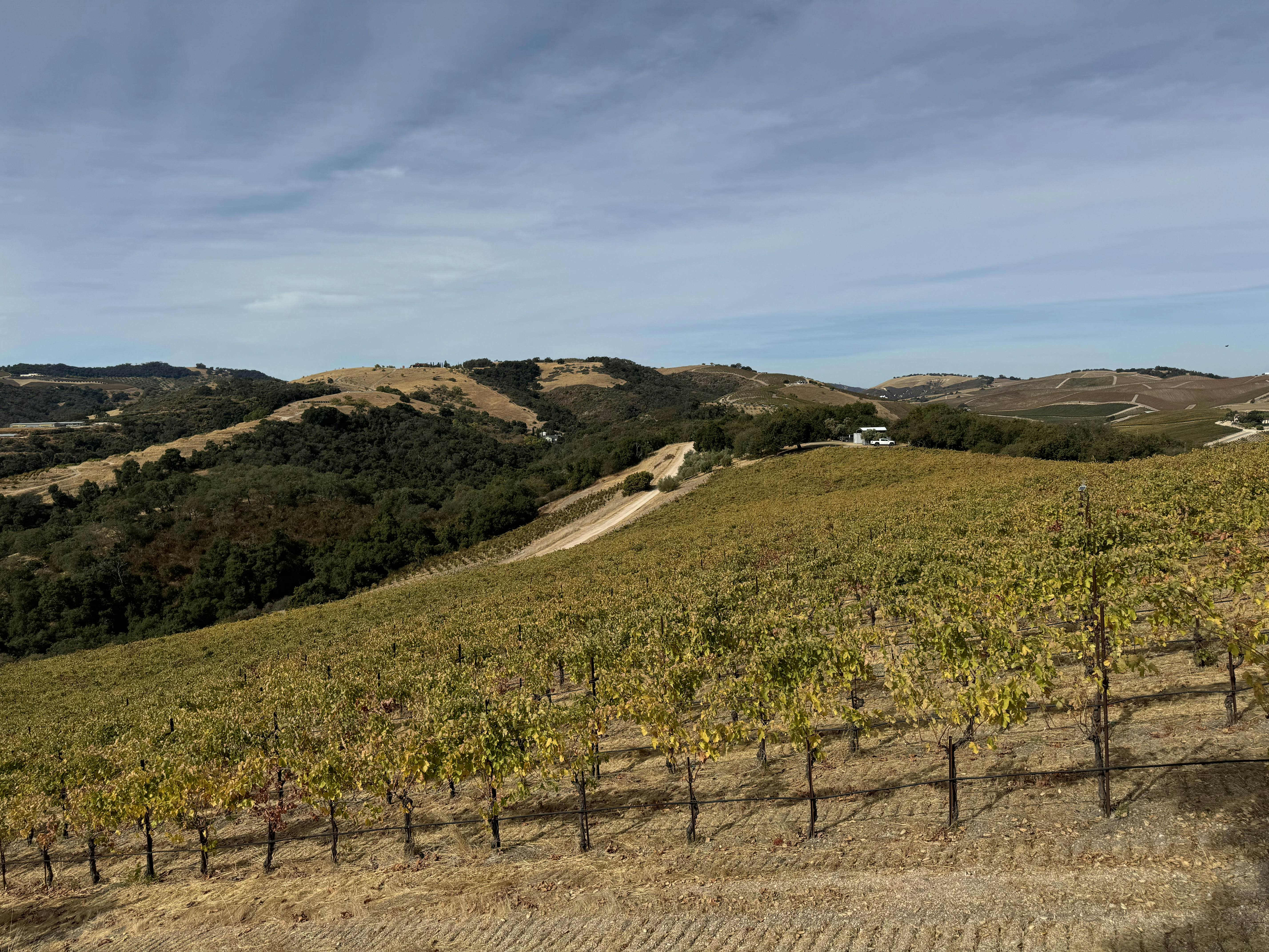 Vineyard in Paso Robles, California.