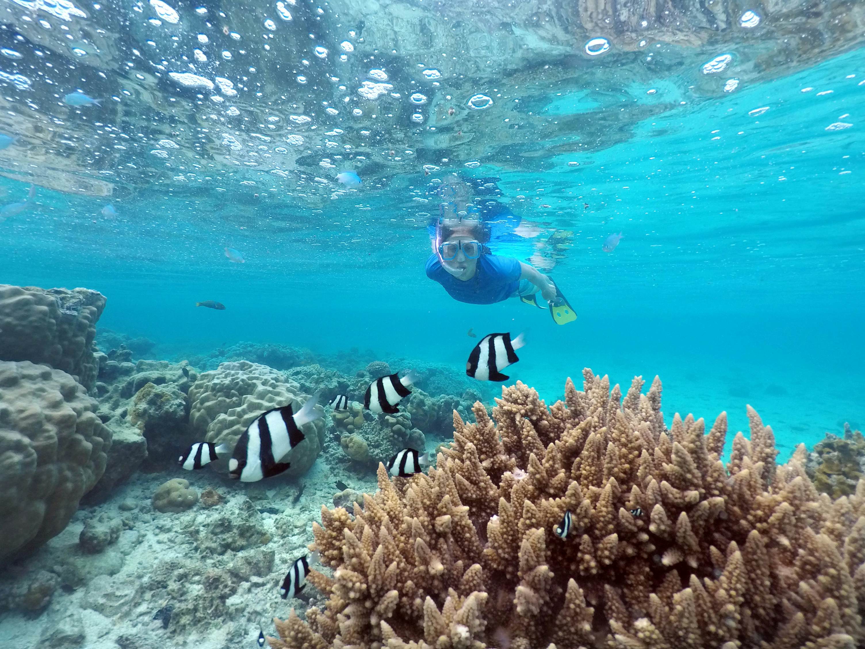 Woman snorkelling with striped reef ish in Rarotonga, Cook Islands.