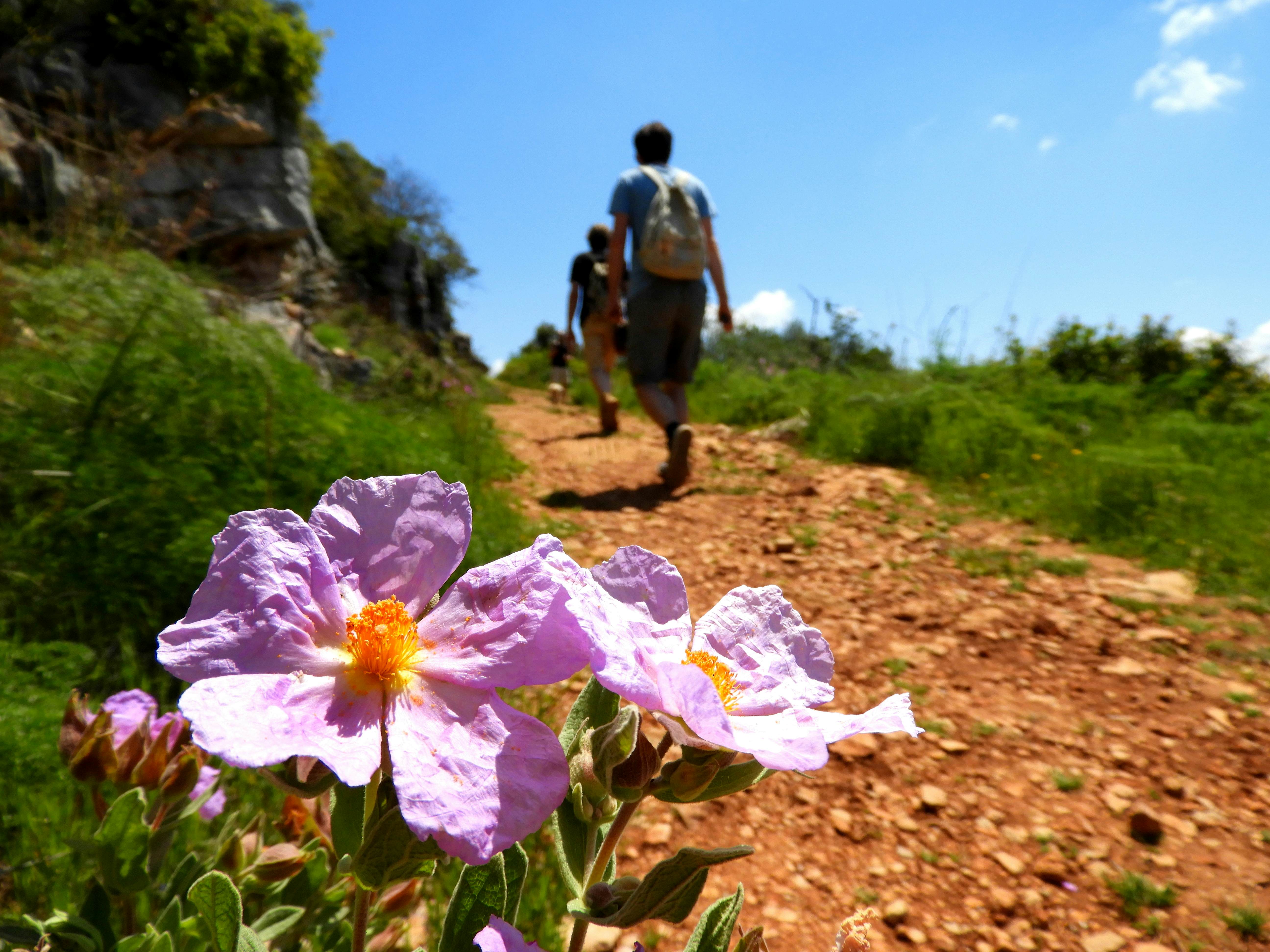 Two people follow a stoney path lined with foliage including a large pink-purple flower in bloom