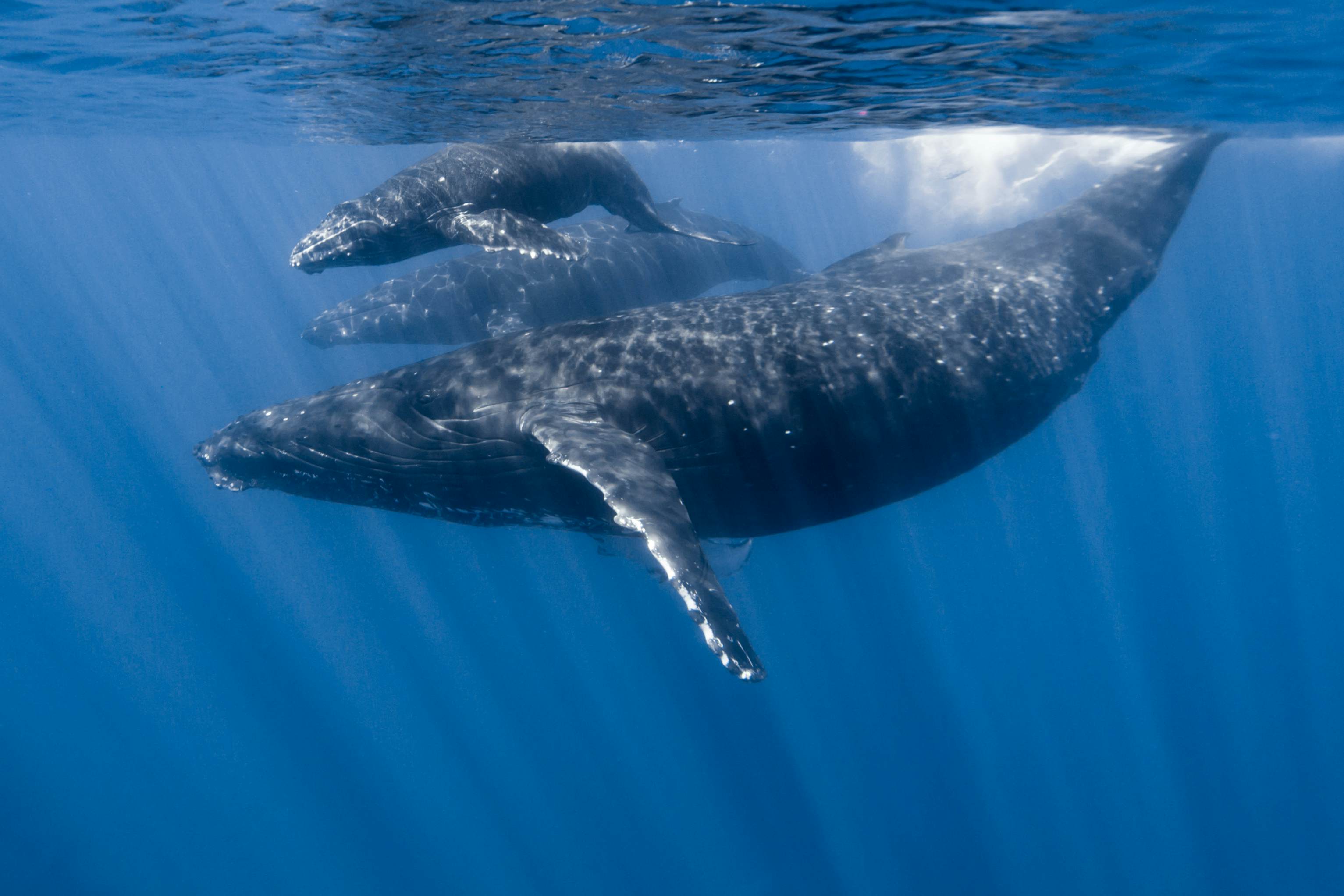 A whale and two calves swimming together underwater