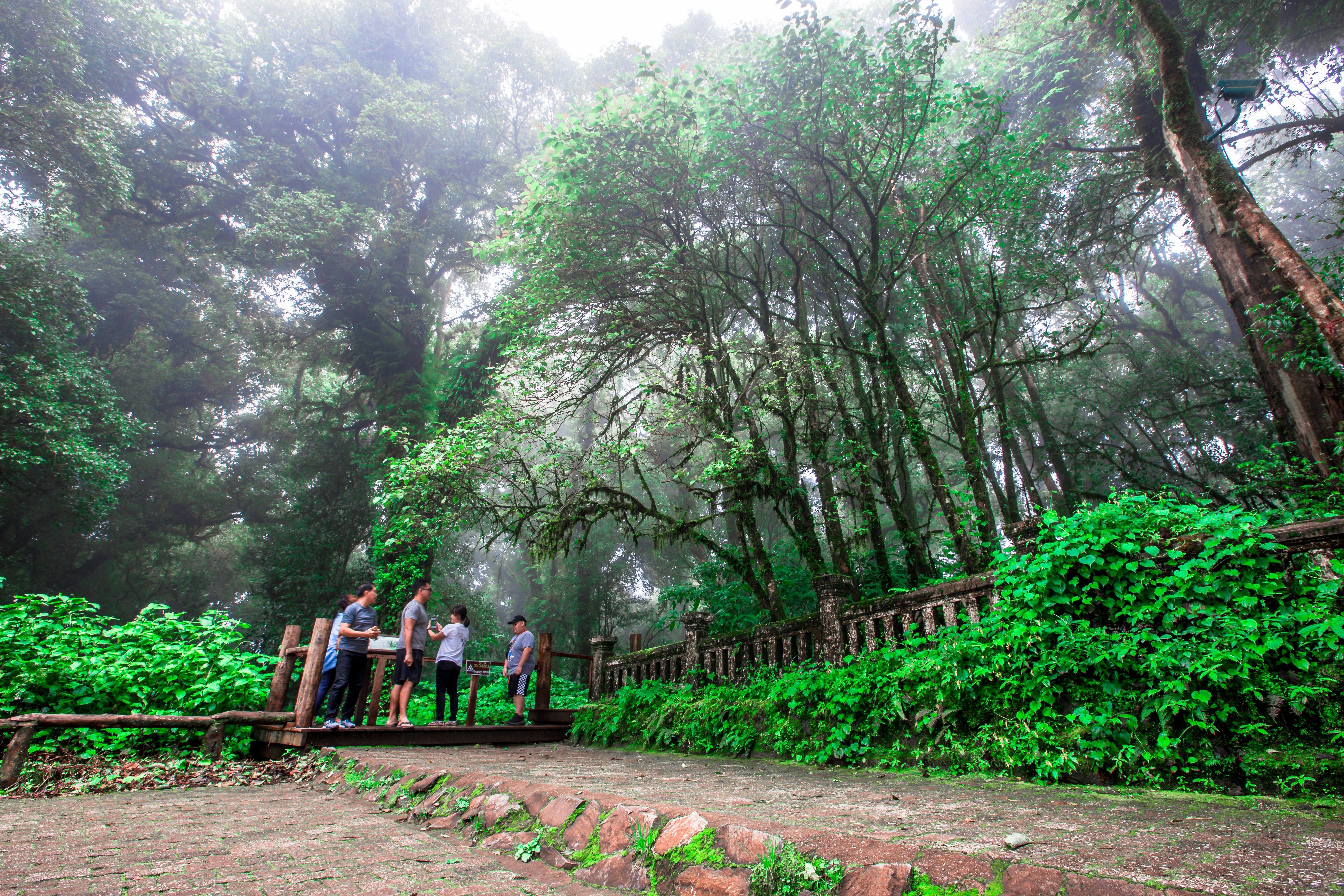 A group of hikers is on a wooden boardwalk in a park with tall trees and misty, green vegetation