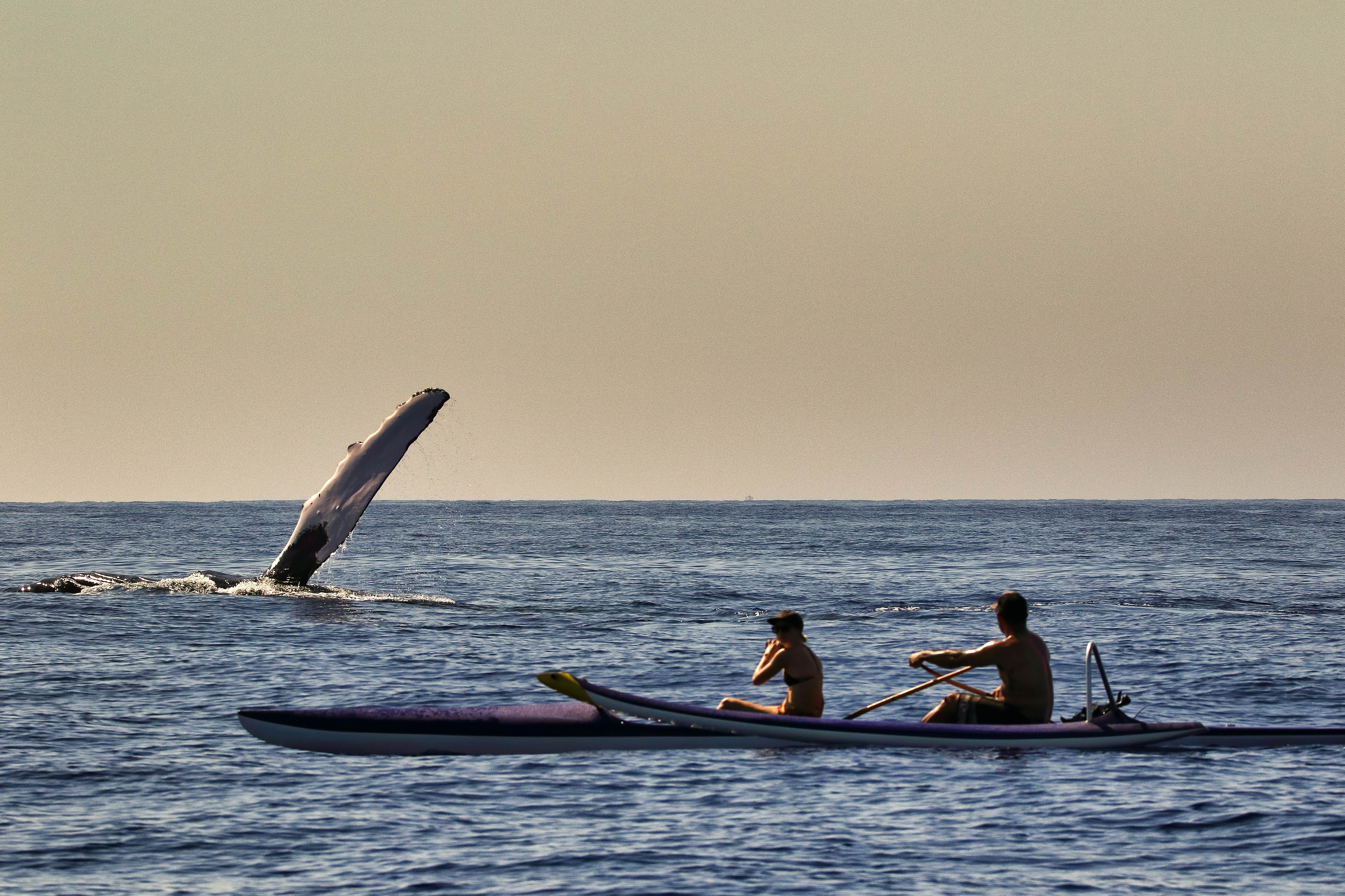 A large whale fin waves out the water as two kayakers pause paddling to watch