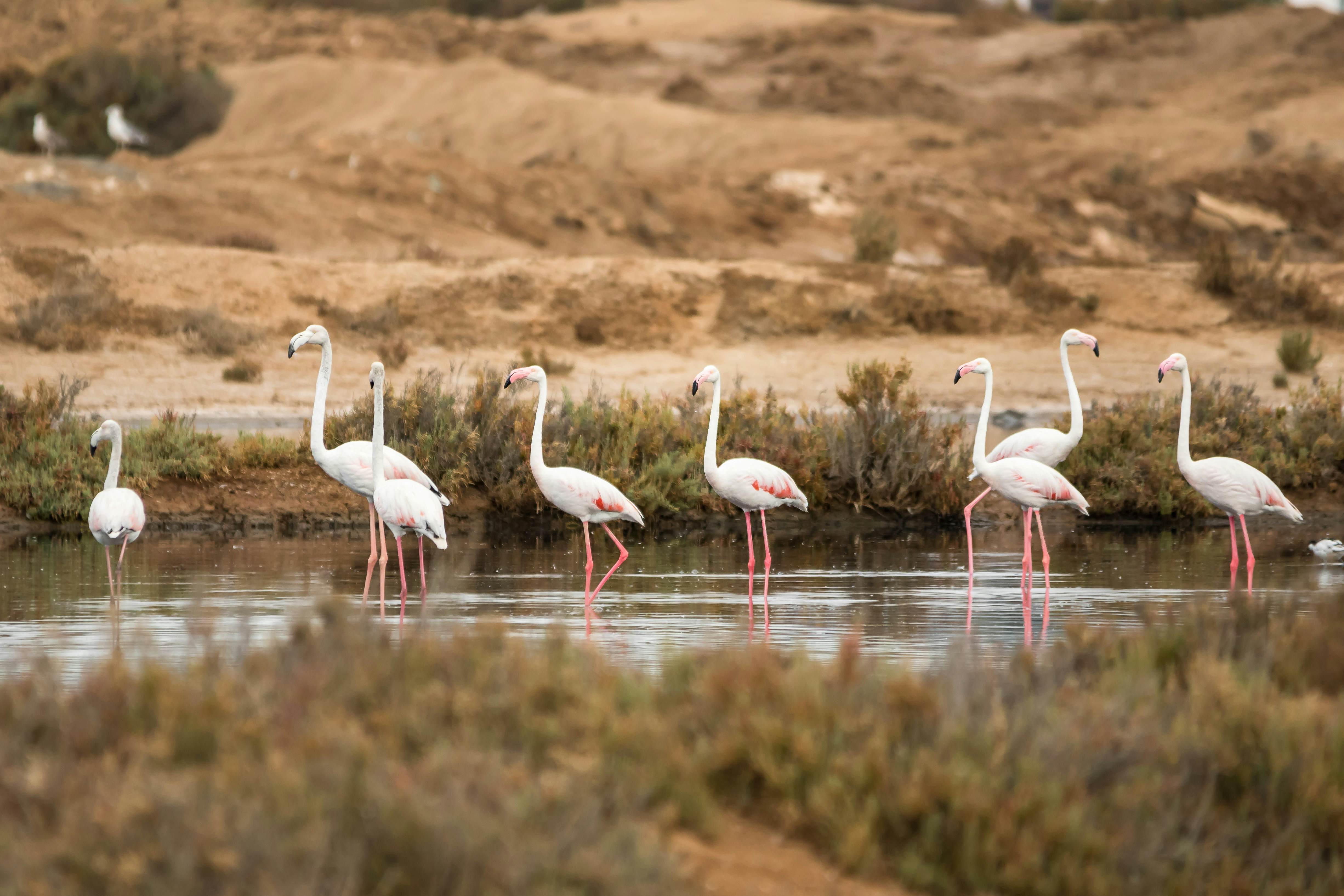 Flamingos in a lagoon