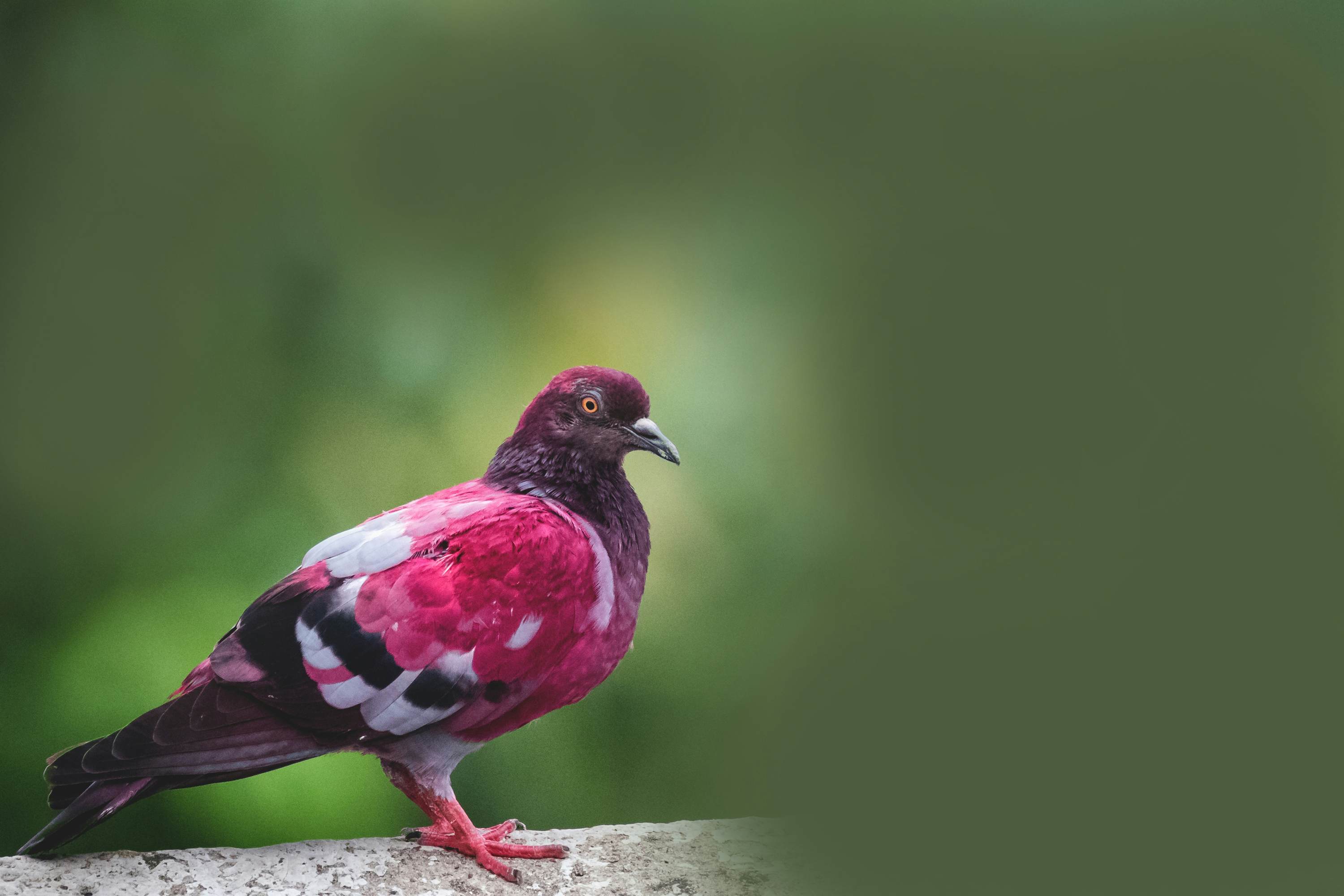 A pink pigeon in Mauritius