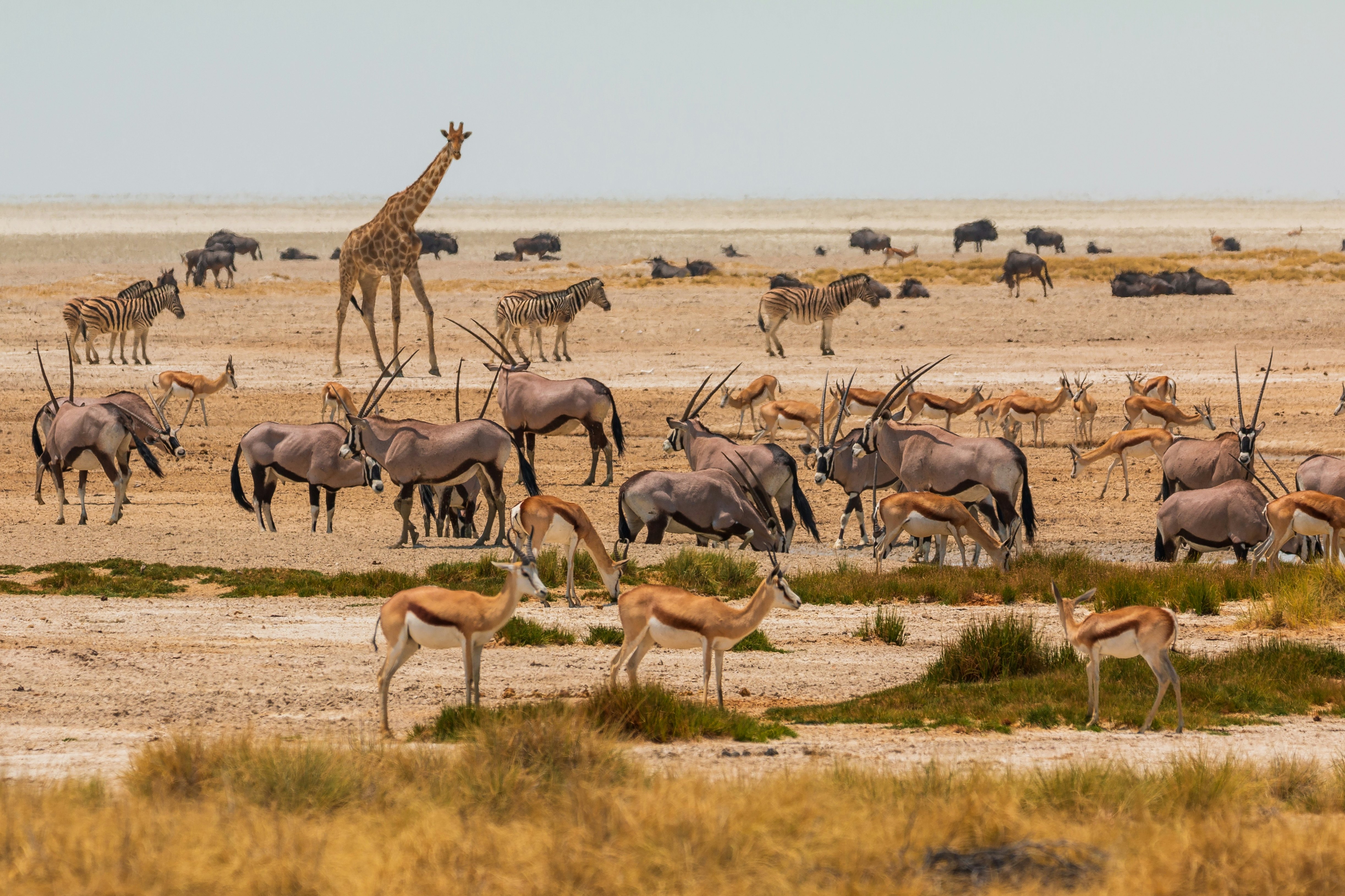 Giraffe, oryx, springbok and African buffalo by the pond. African wildlife in Etosha National Park in Namibia.,