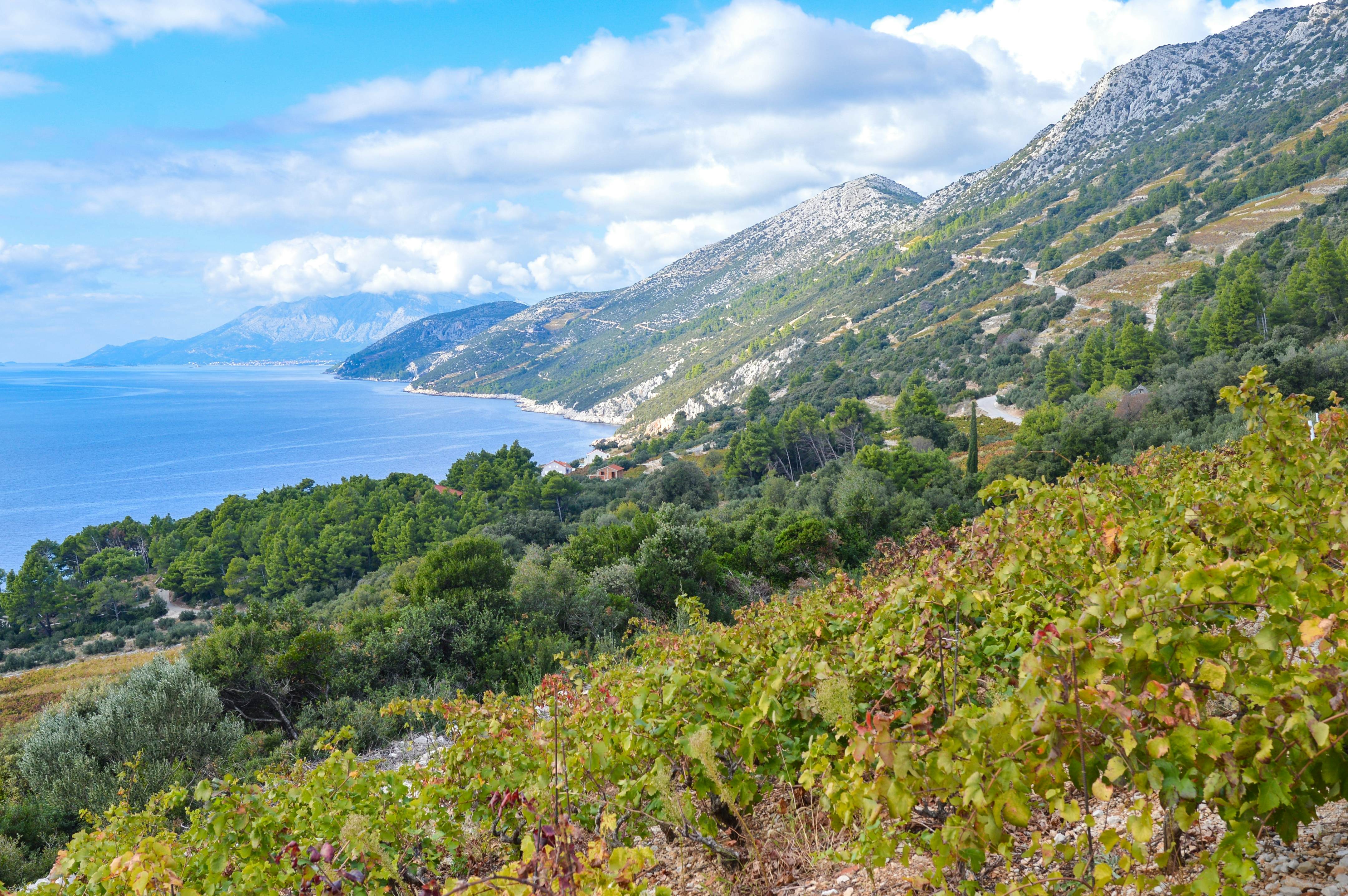 Vineyards on a hillside that slopes down to the seas. Rocky mountaintops are visible in the distance.