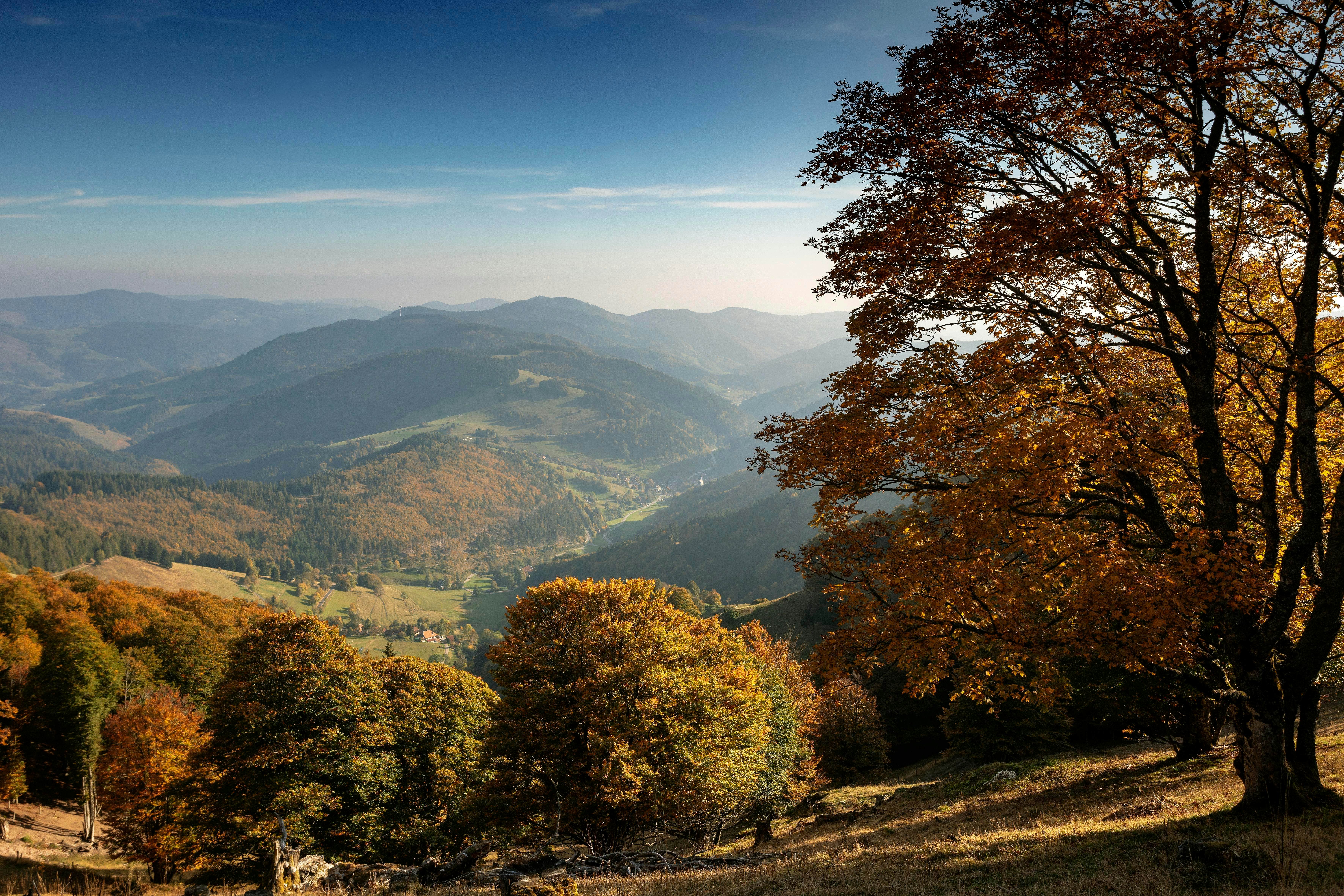 View from Belchen over the Black Forest, Baden-Württemberg, Germany.