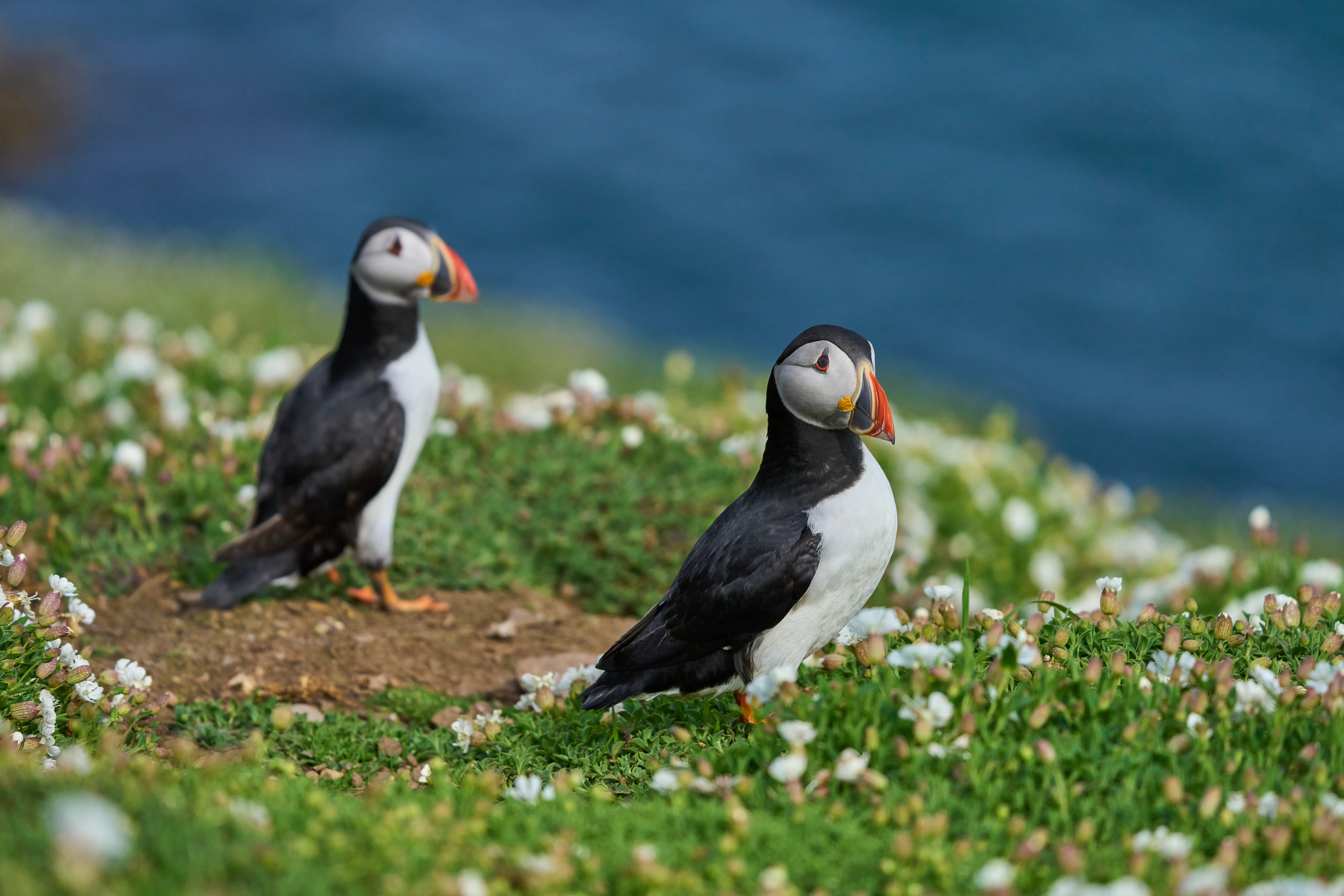 The 10 best wildlife experiences in Wales - Lonely Planet